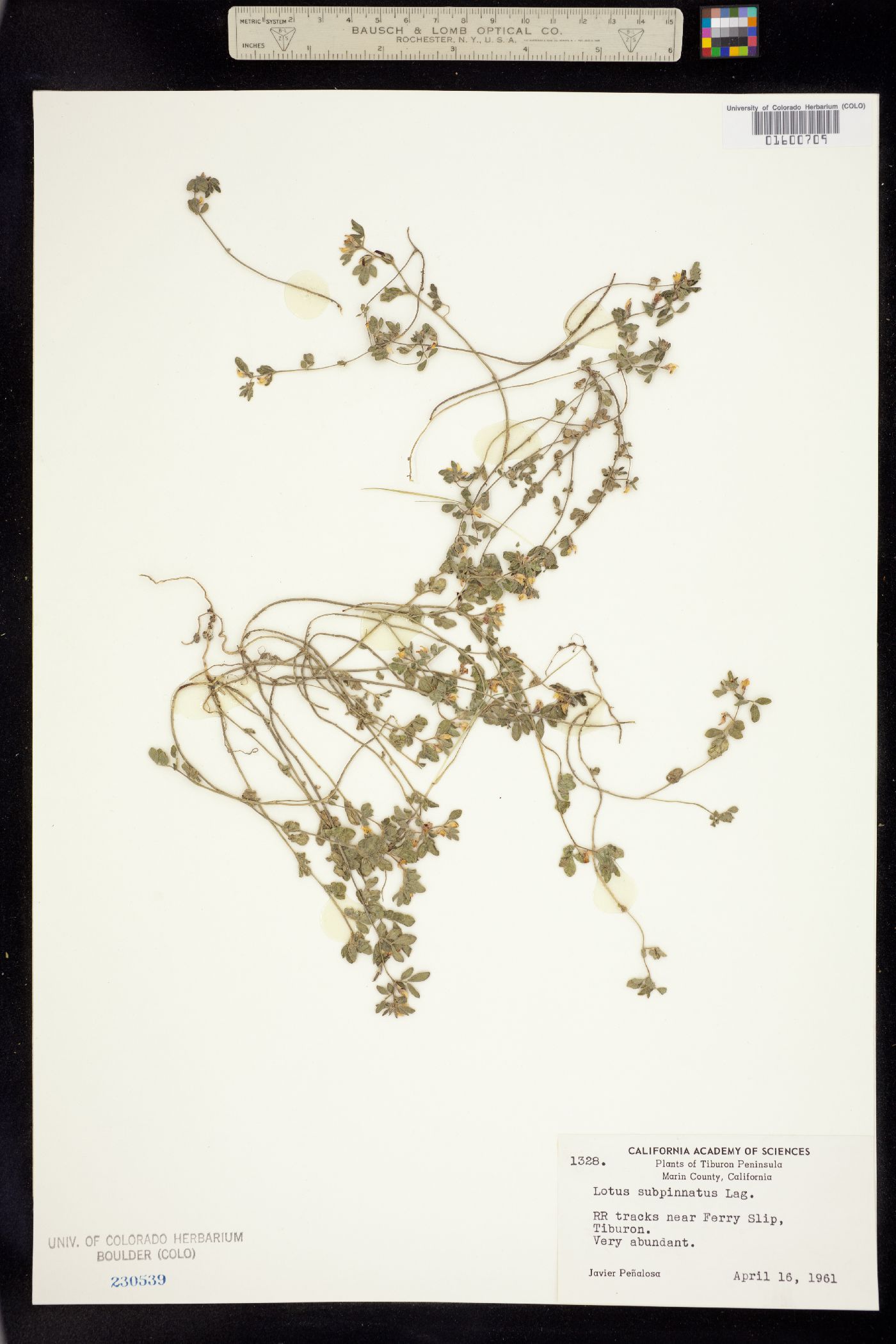 Acmispon wrangelianus image