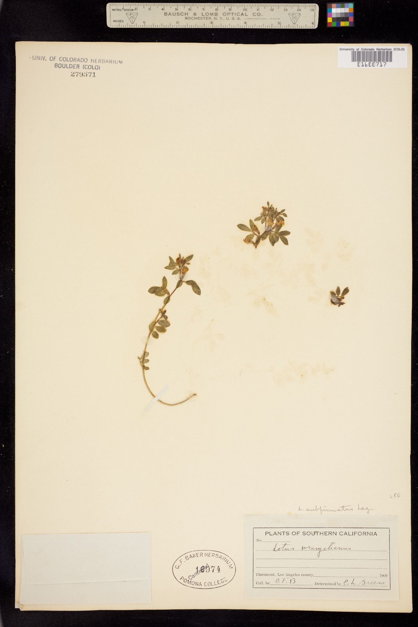 Acmispon wrangelianus image