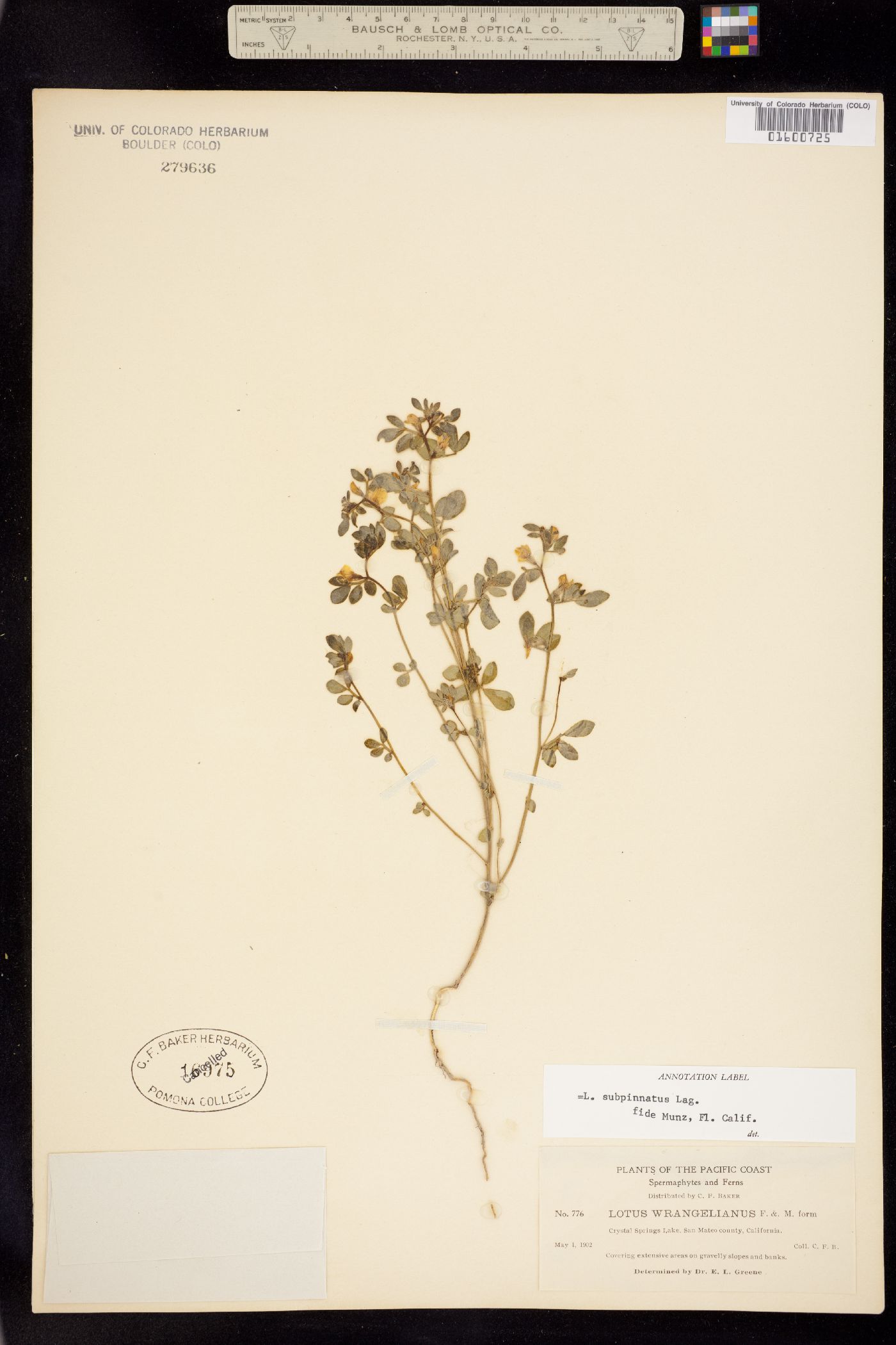 Acmispon wrangelianus image