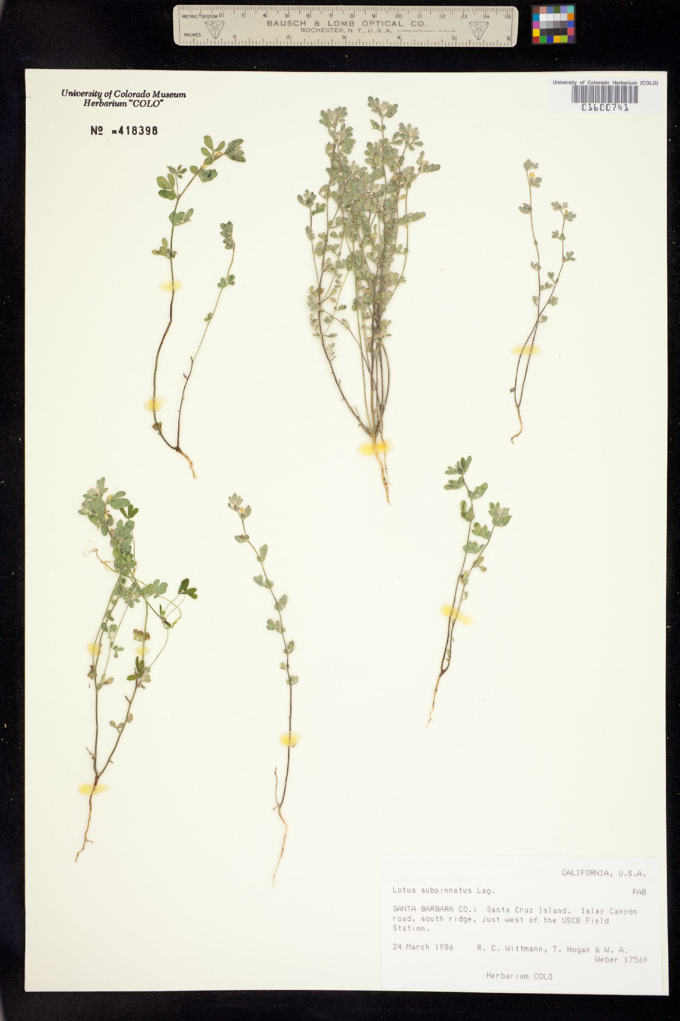Acmispon wrangelianus image