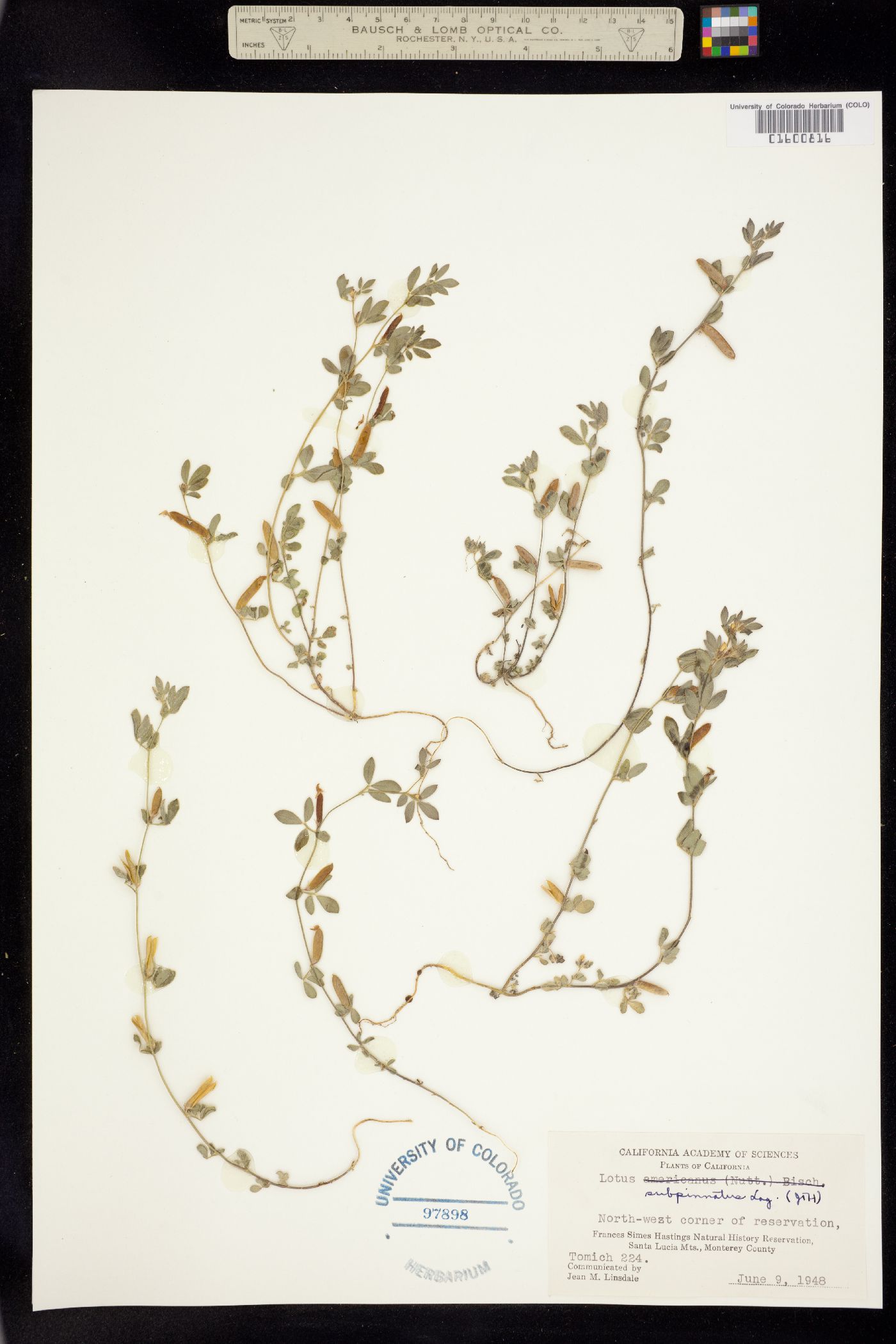 Acmispon wrangelianus image