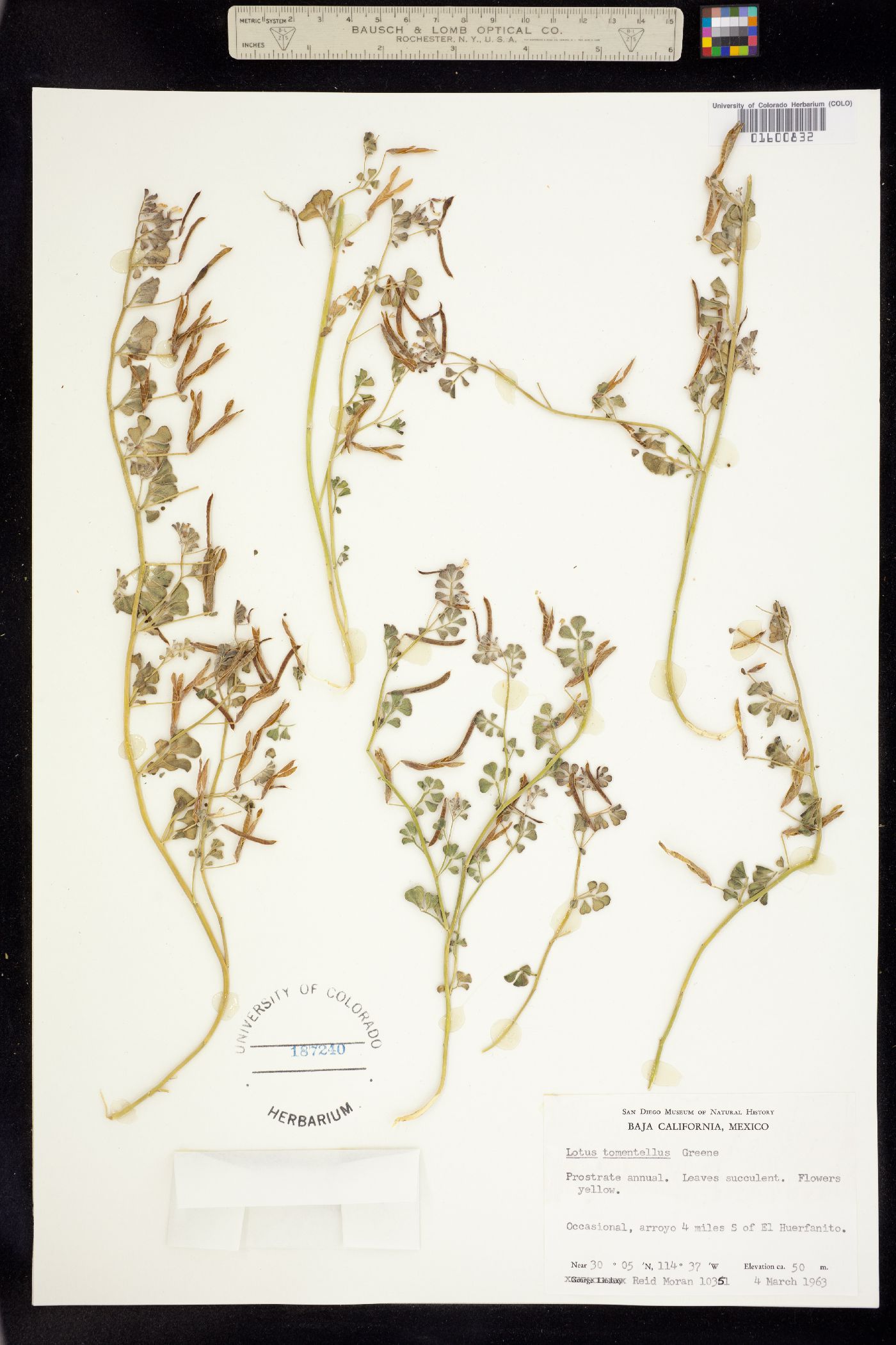 Acmispon strigosus image