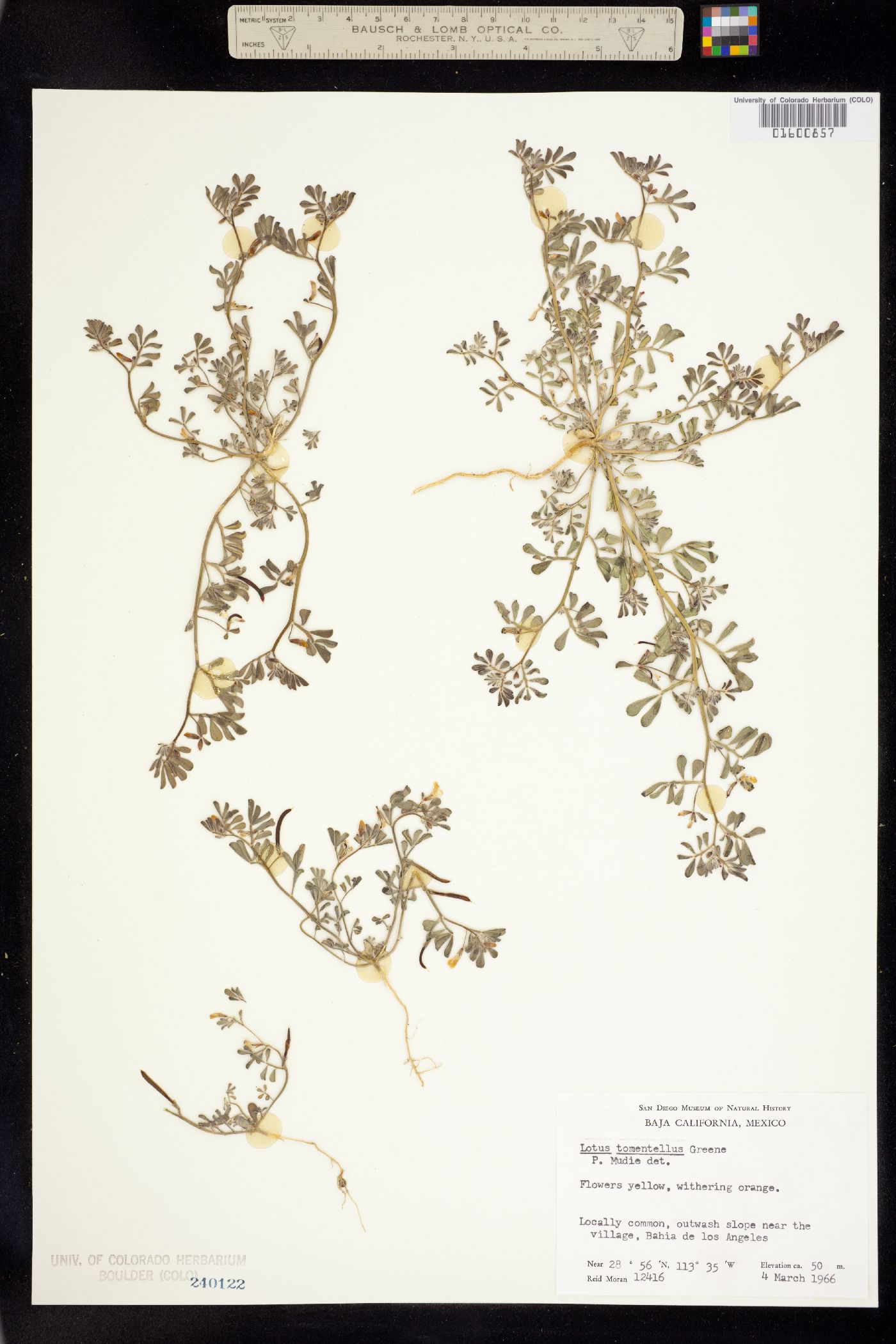 Acmispon strigosus image