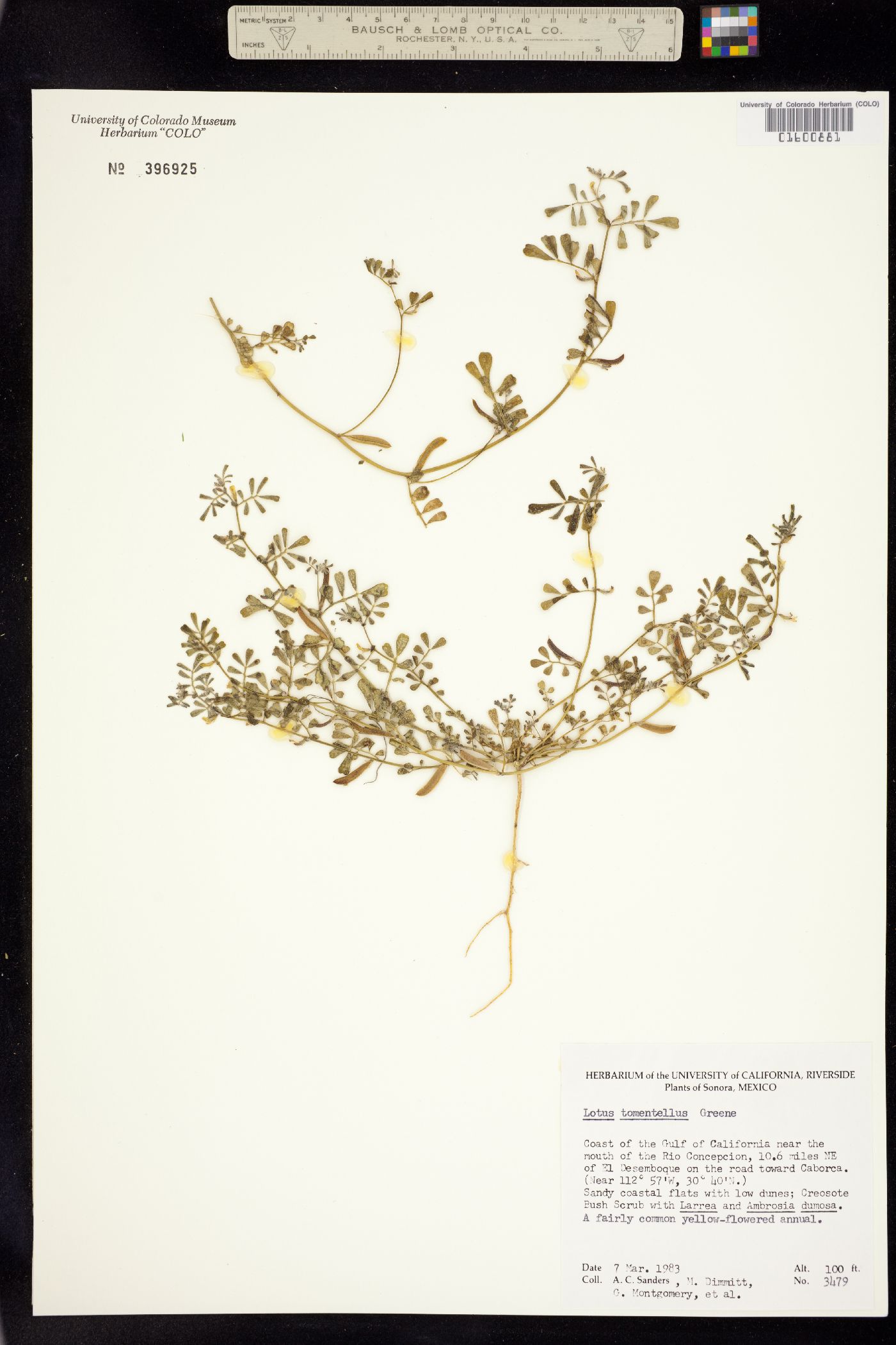 Acmispon strigosus image