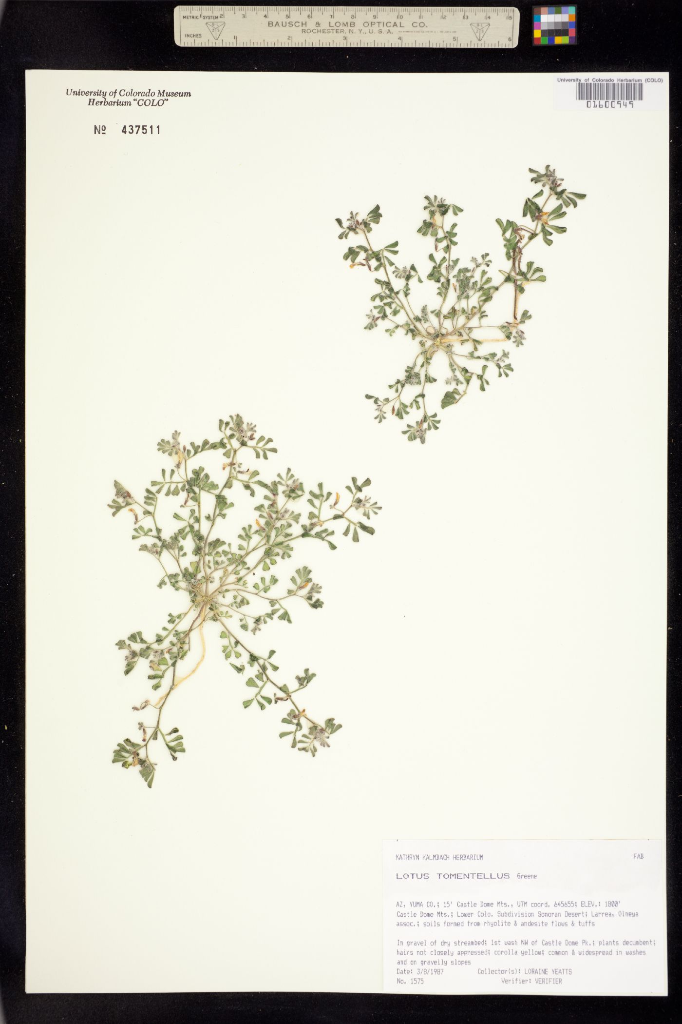 Acmispon strigosus image