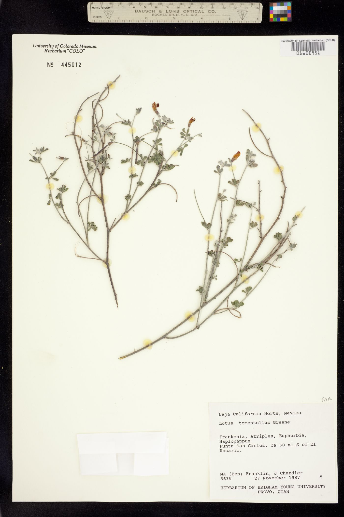 Acmispon strigosus image