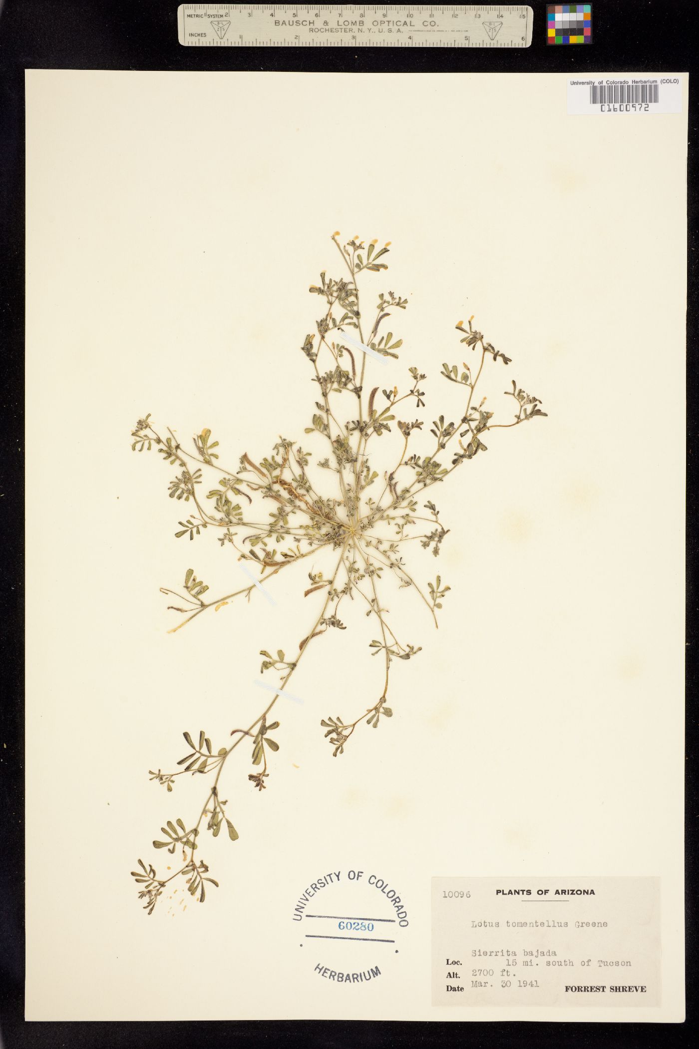 Acmispon strigosus image