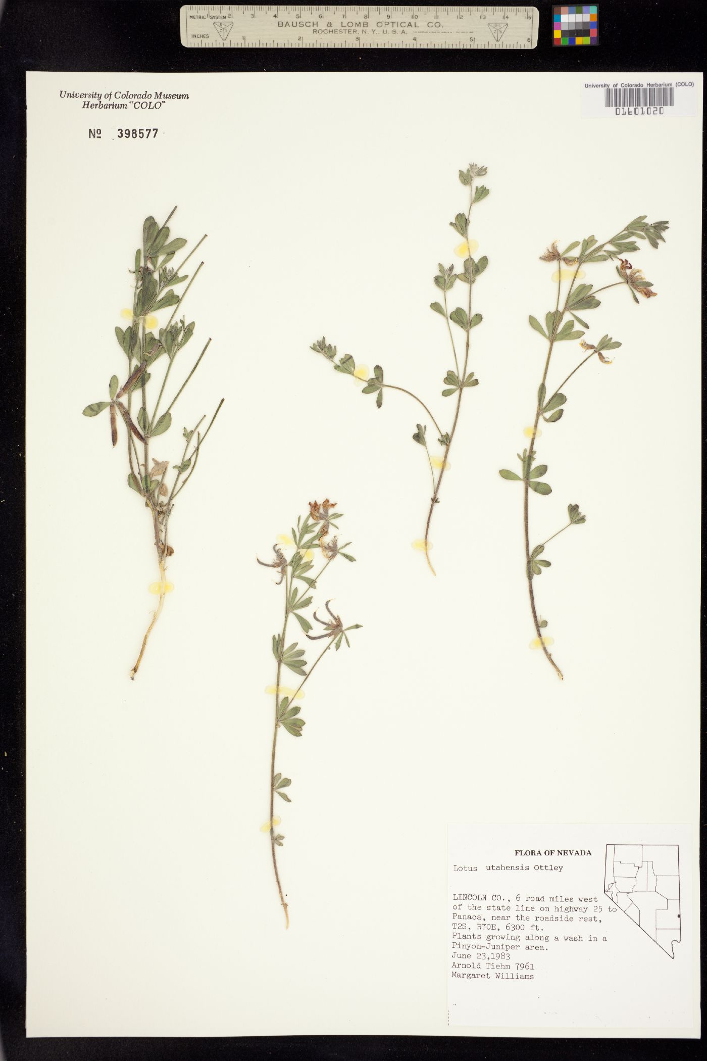 Acmispon utahensis image