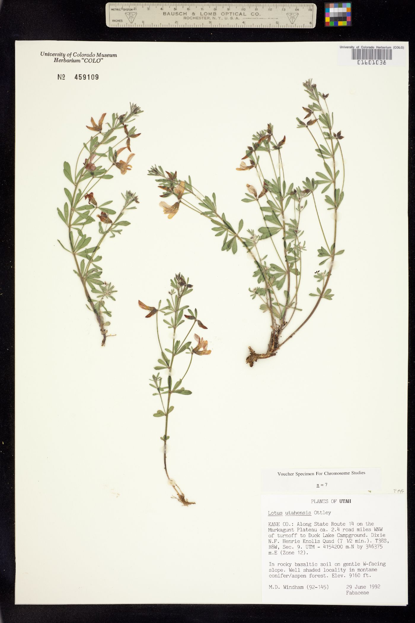 Acmispon utahensis image