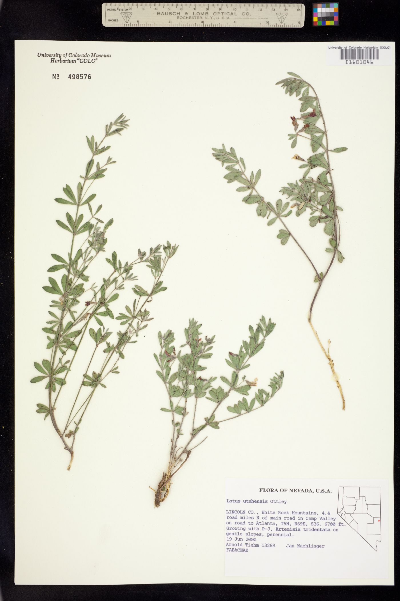 Acmispon utahensis image