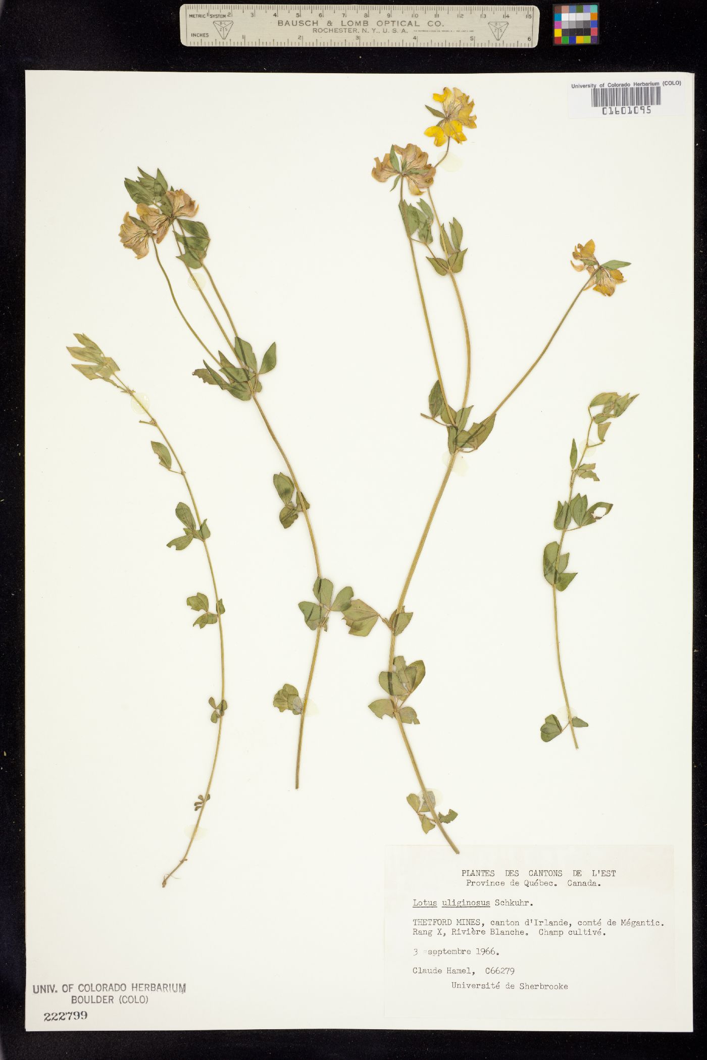 Lotus uliginosus image