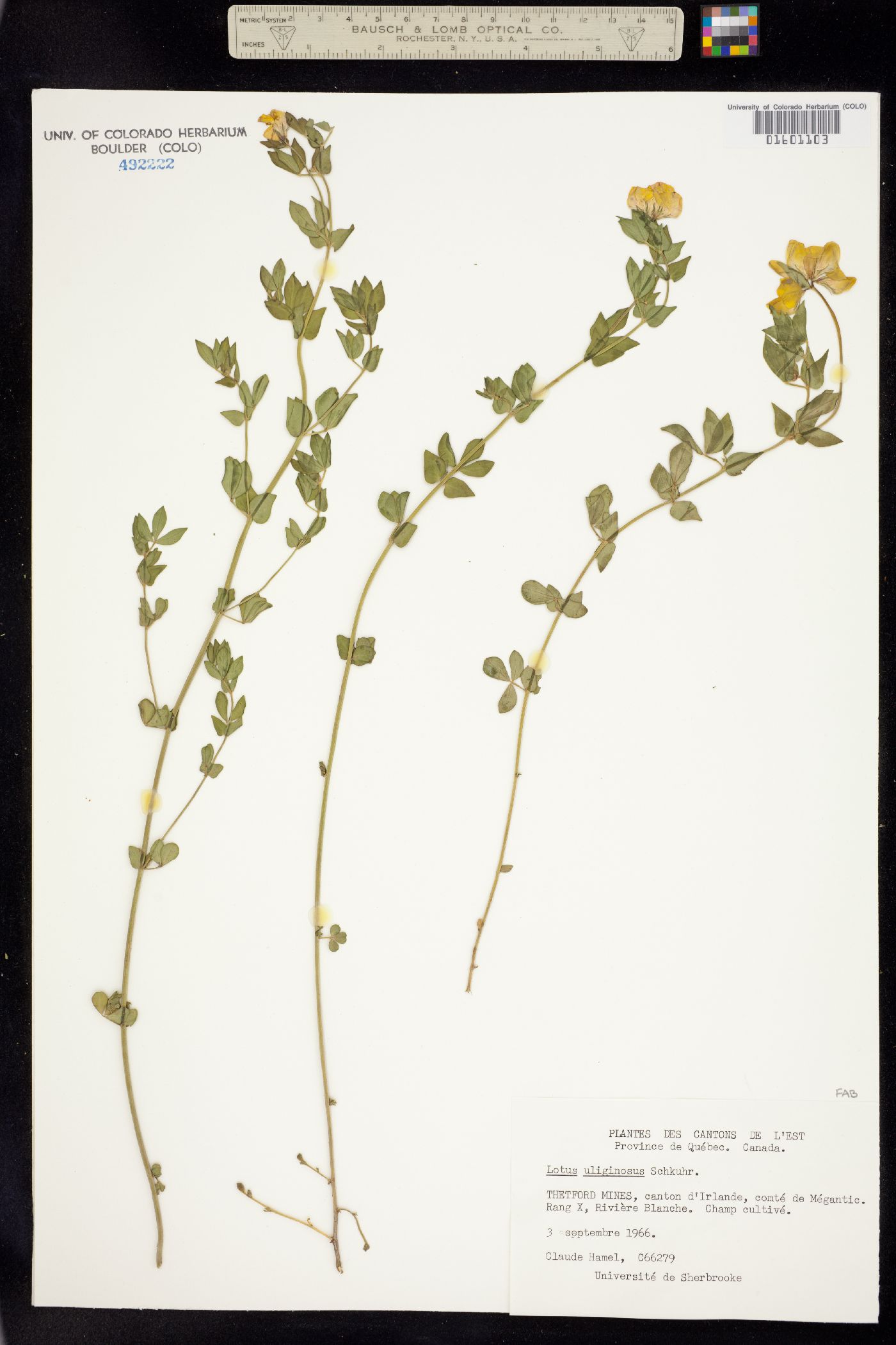 Lotus uliginosus image