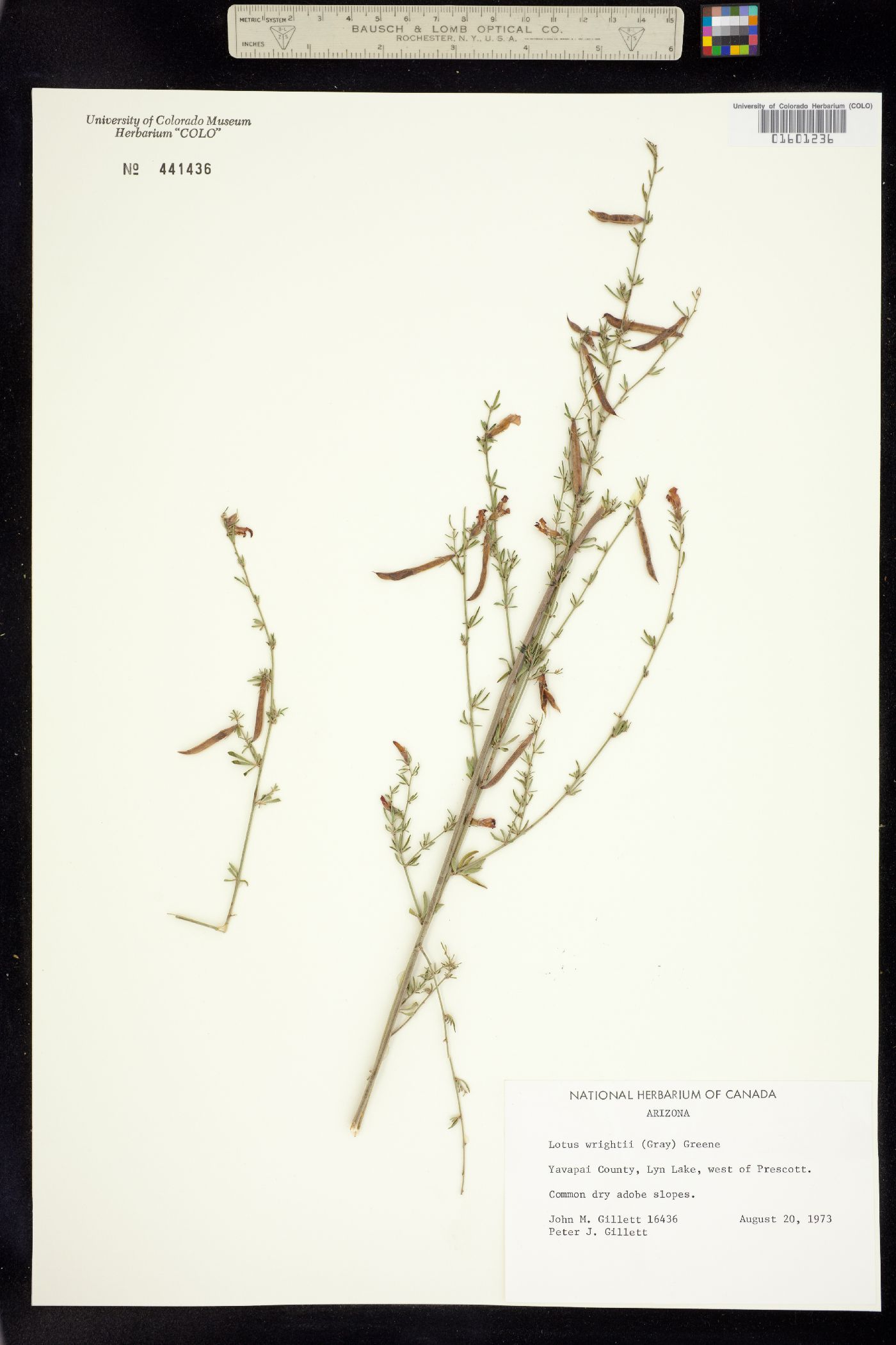 Acmispon wrightii image