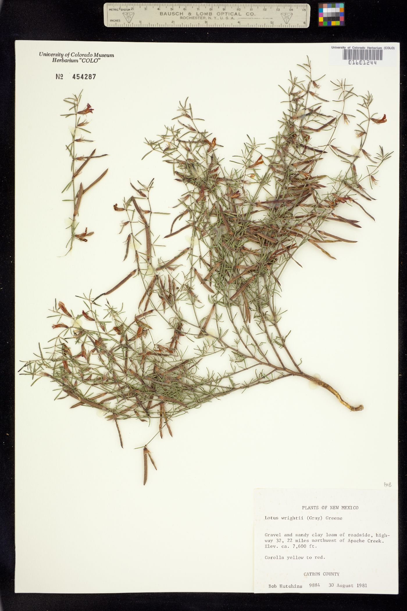 Acmispon wrightii image