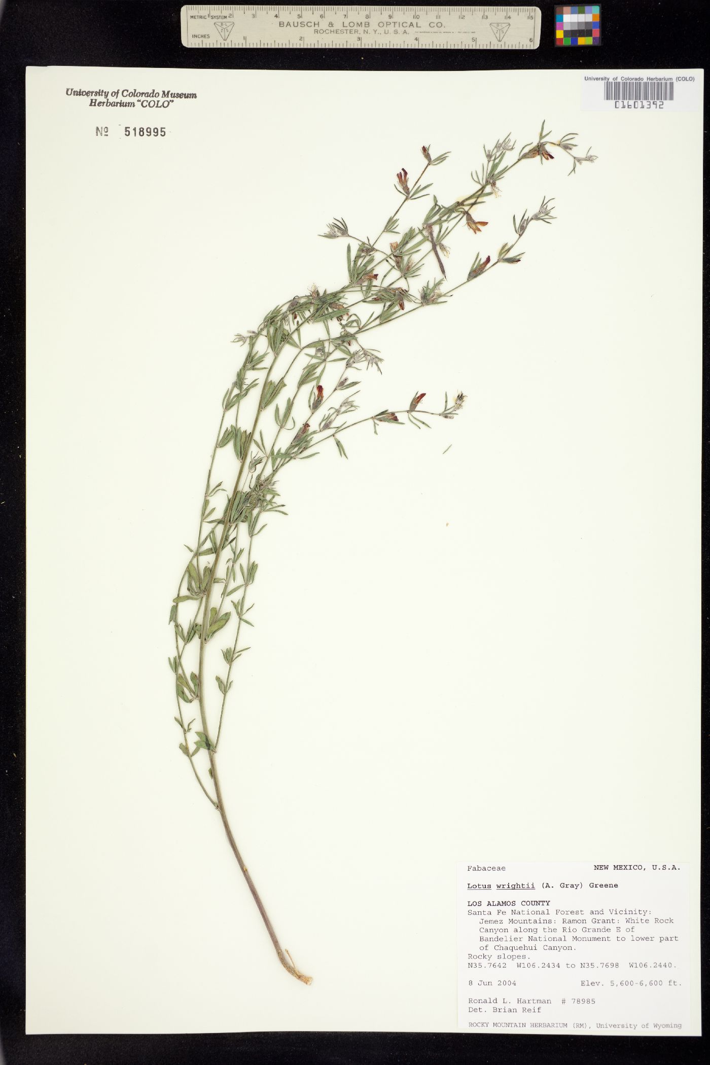 Acmispon wrightii image