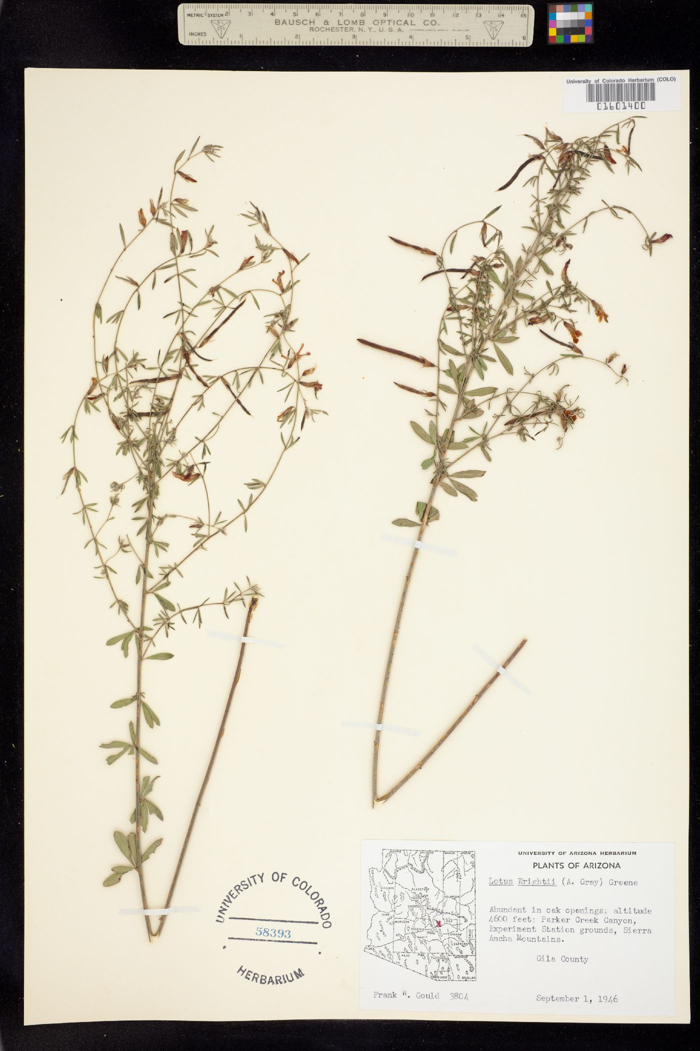 Acmispon wrightii image