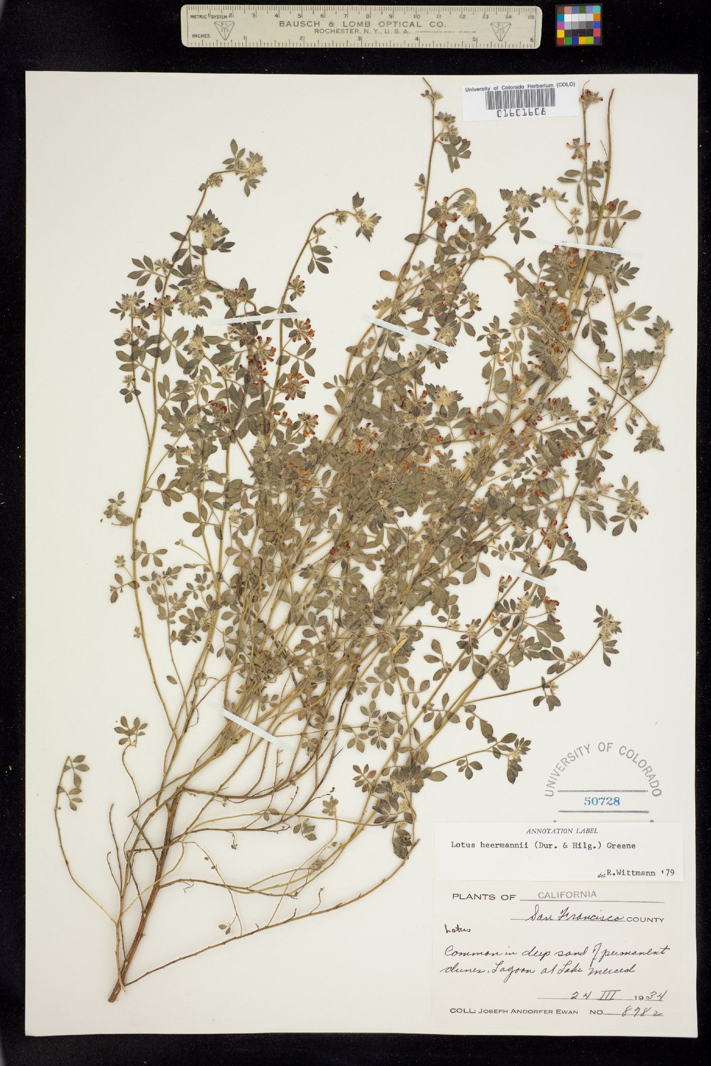 Acmispon heermannii var. heermannii image