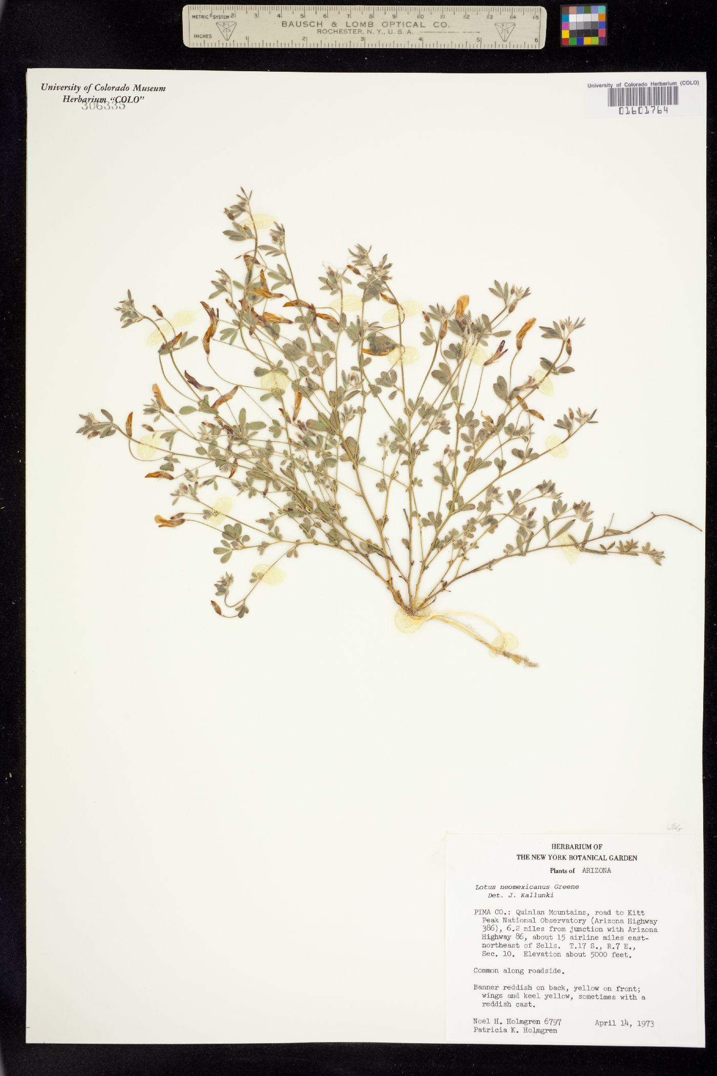 Acmispon greenei image