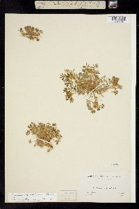 Lupinus agardhianus image
