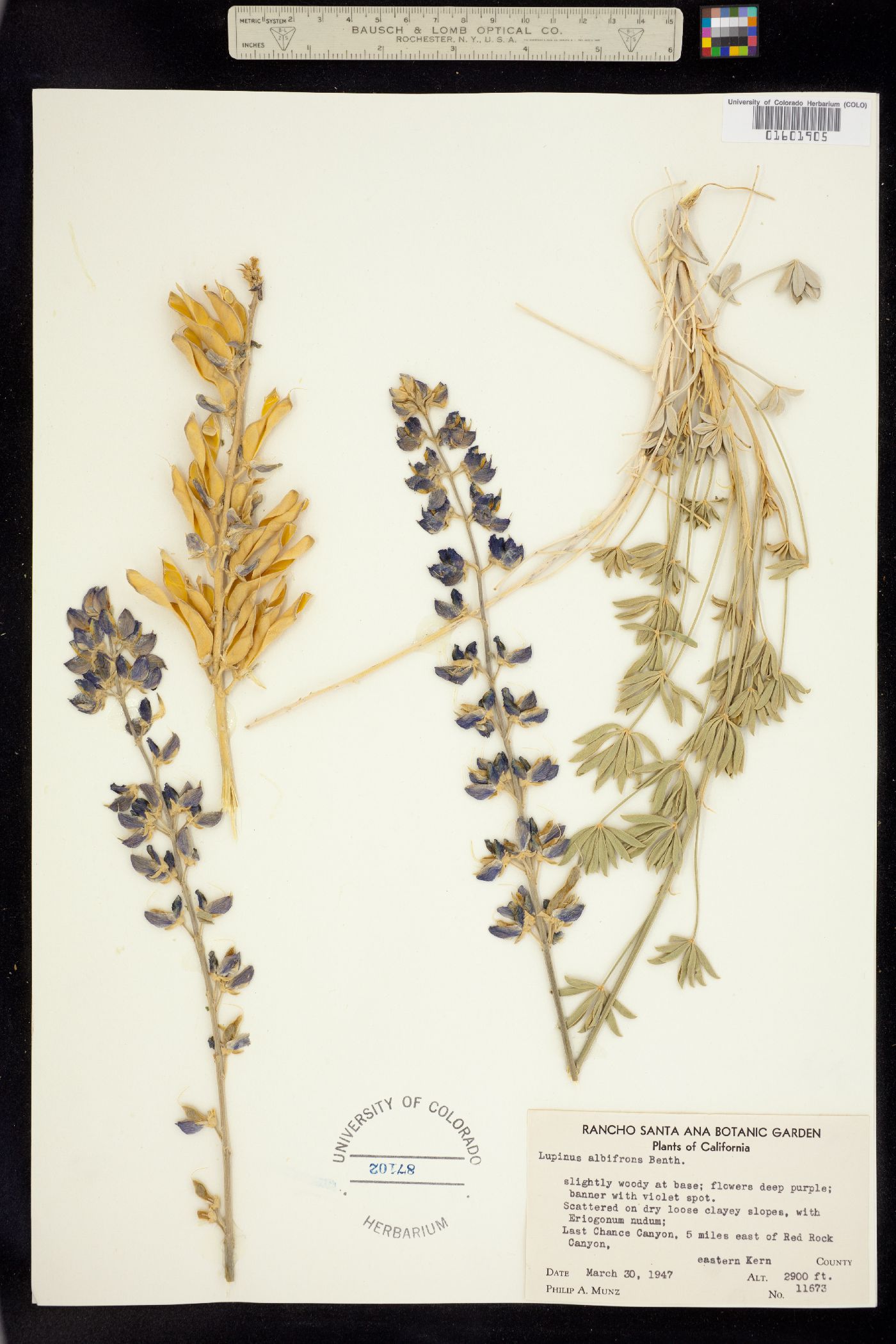 Lupinus albifrons image