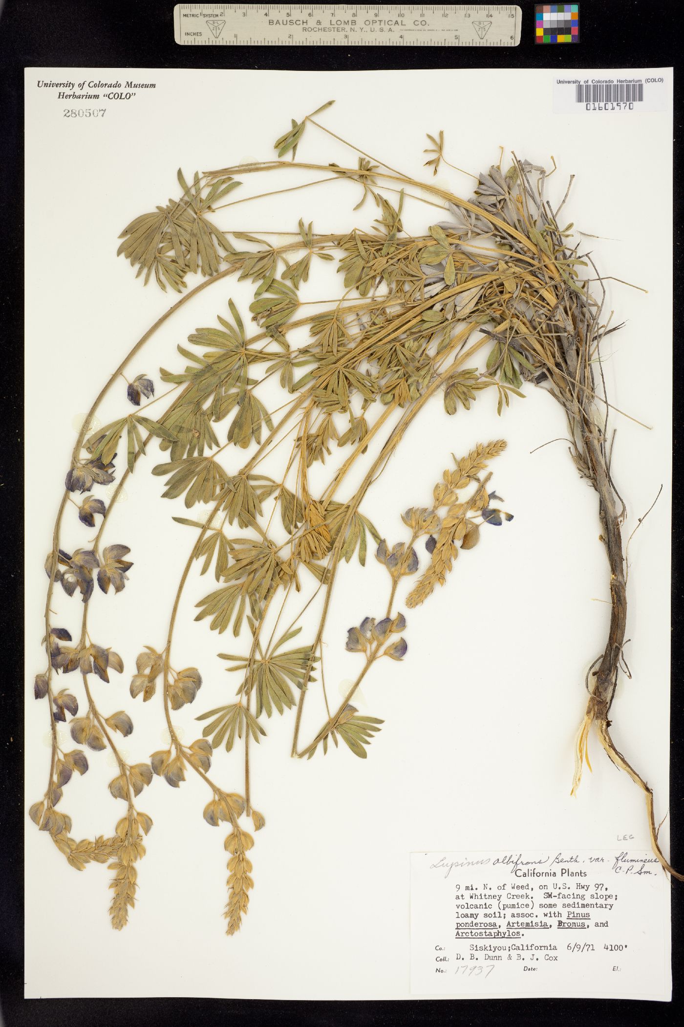 Lupinus albifrons image