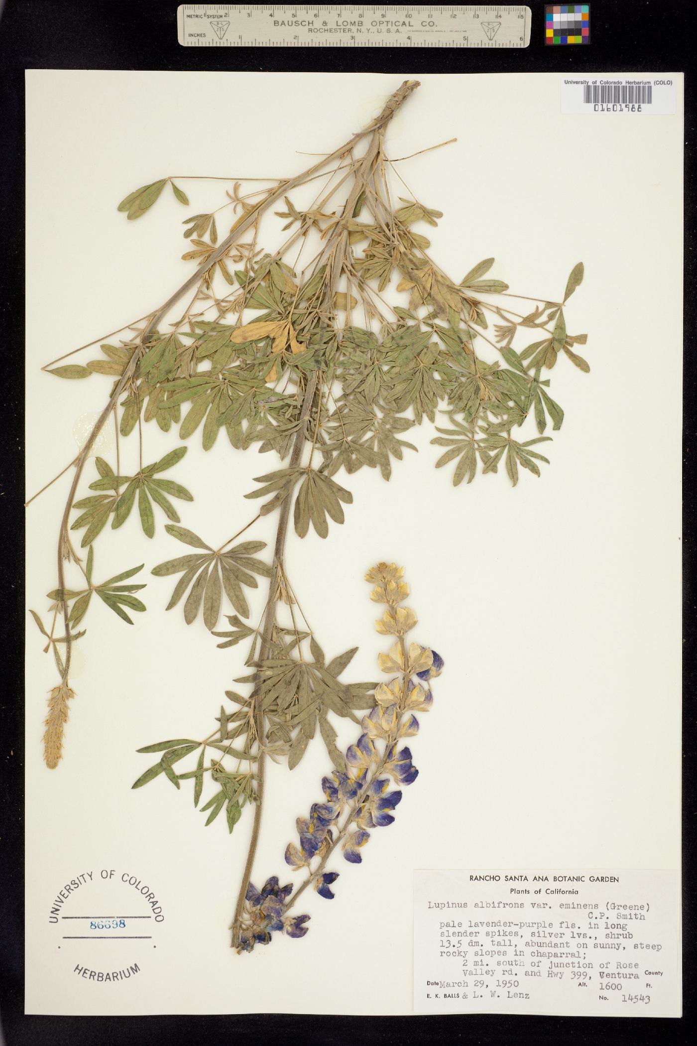 Lupinus albifrons image