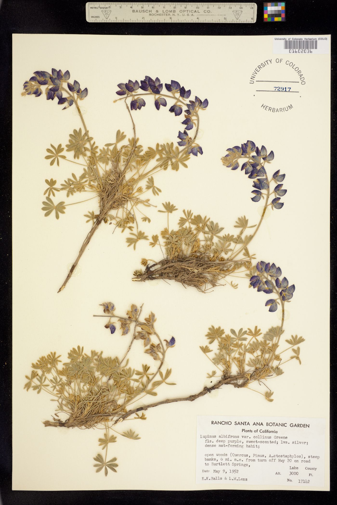 Lupinus albifrons image