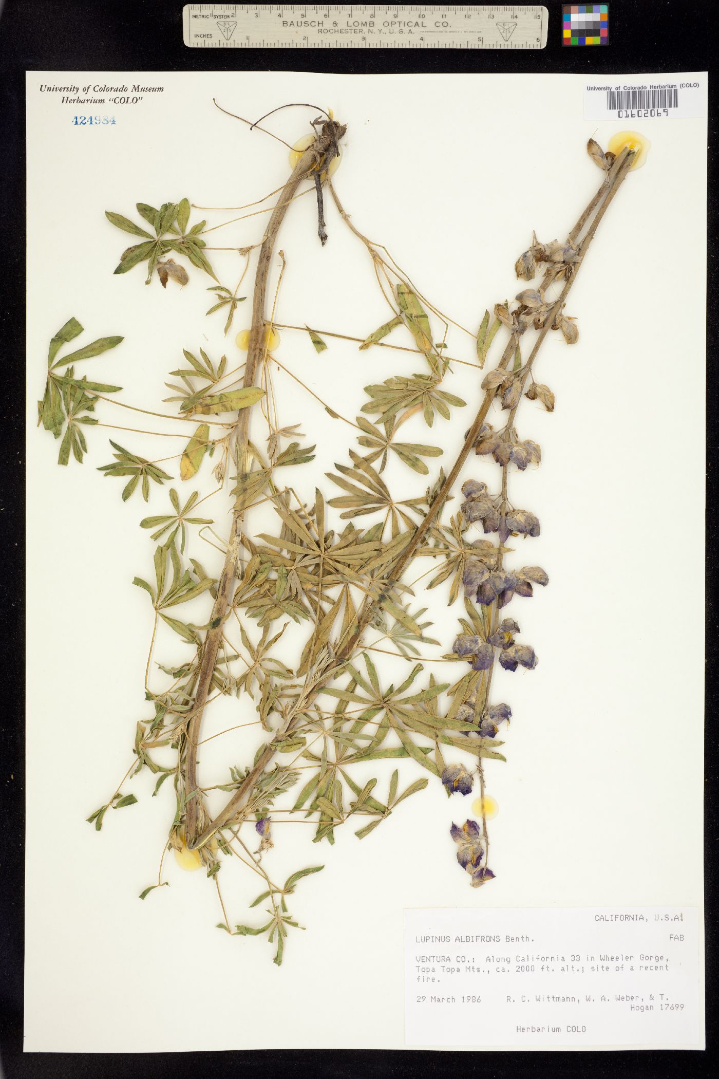 Lupinus albifrons image