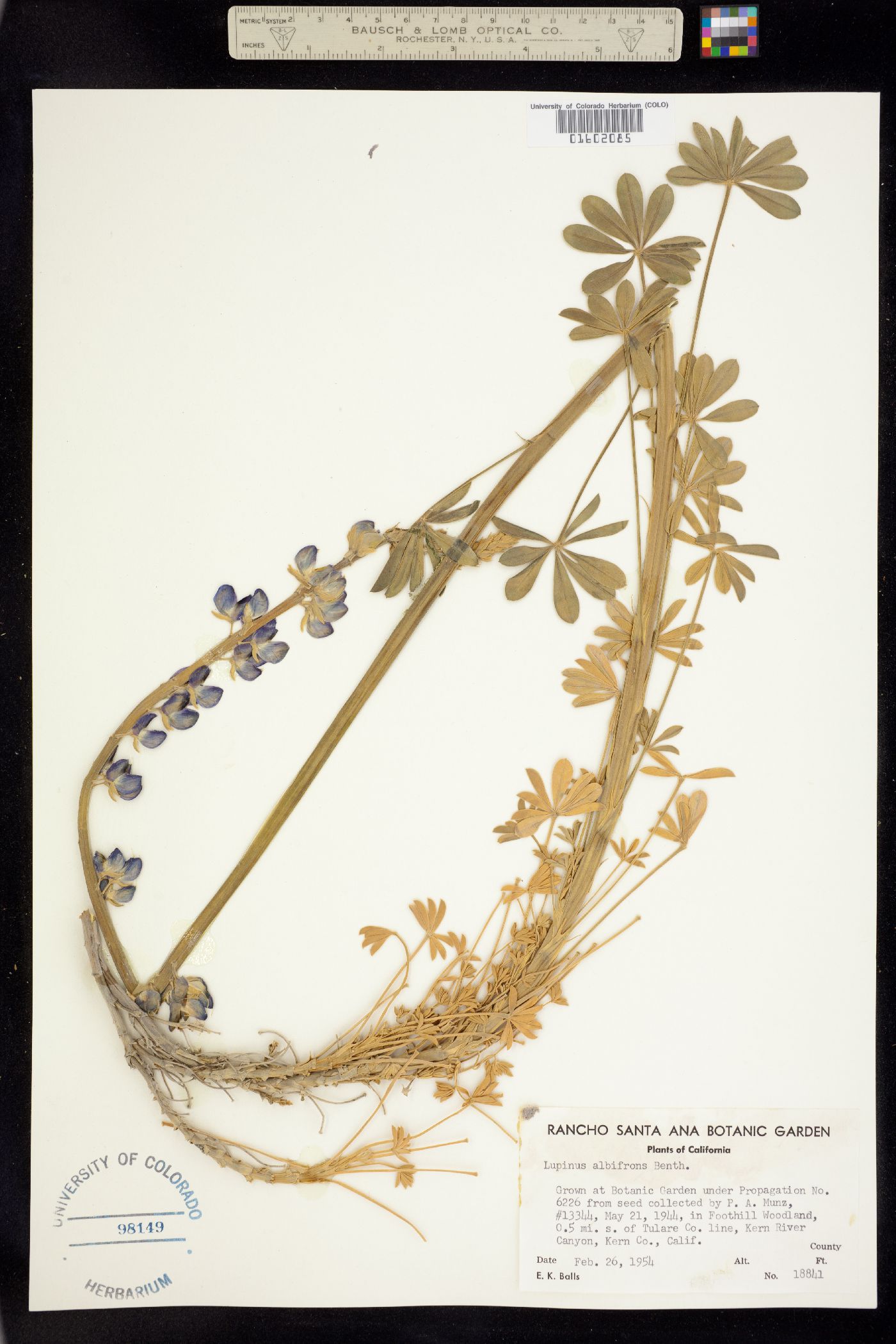 Lupinus albifrons image