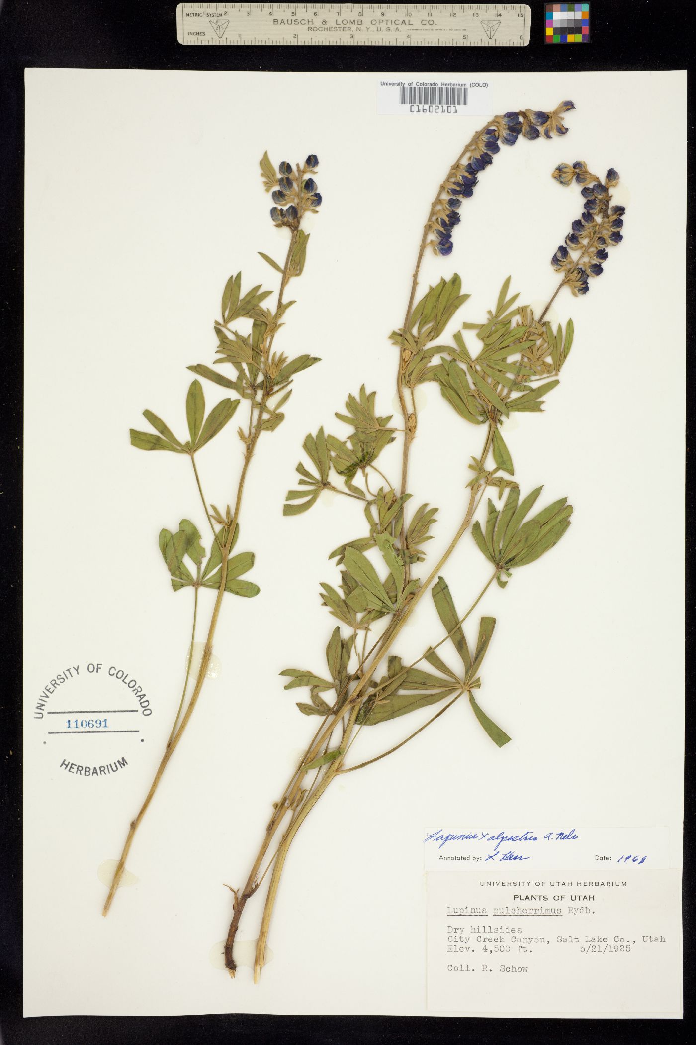 Lupinus alpestris image