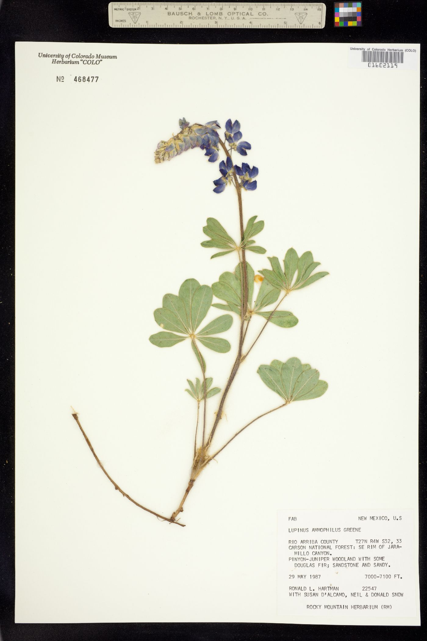 Lupinus ammophilus image