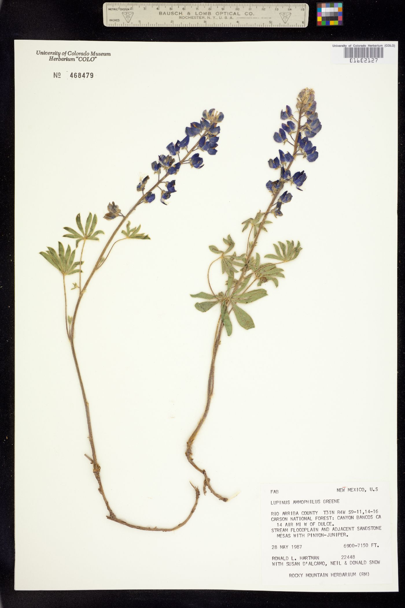 Lupinus ammophilus image