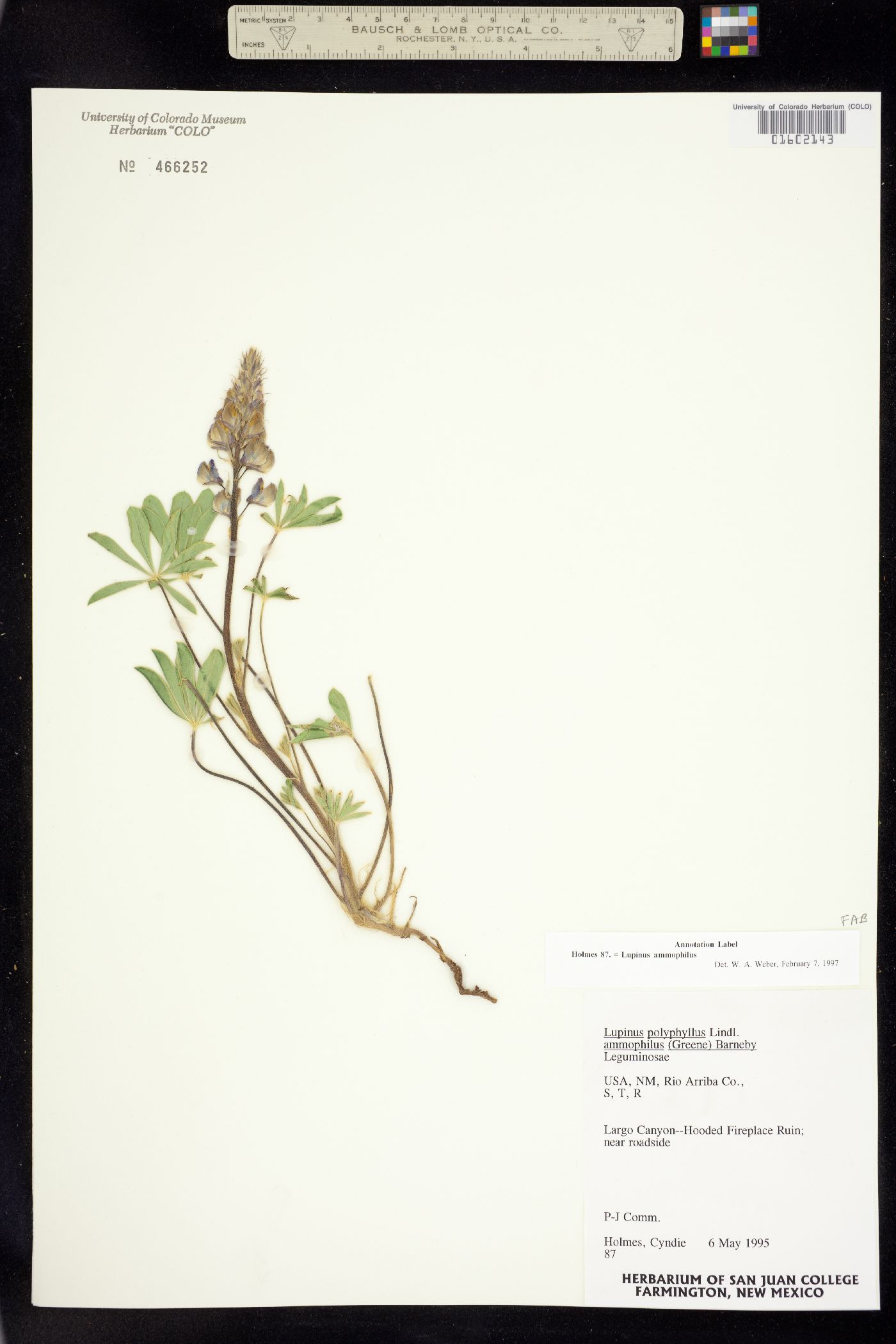 Lupinus ammophilus image