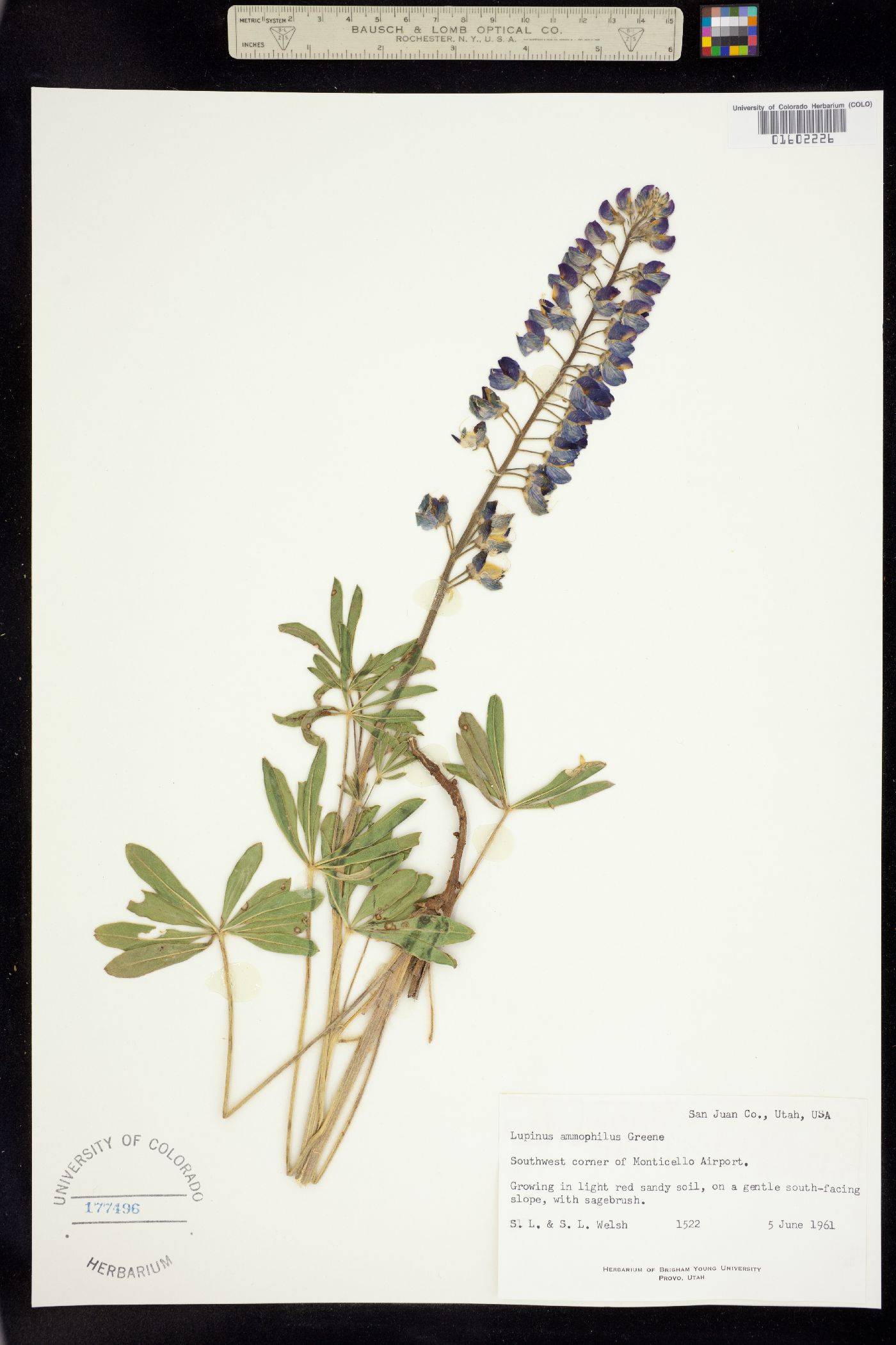 Lupinus ammophilus image