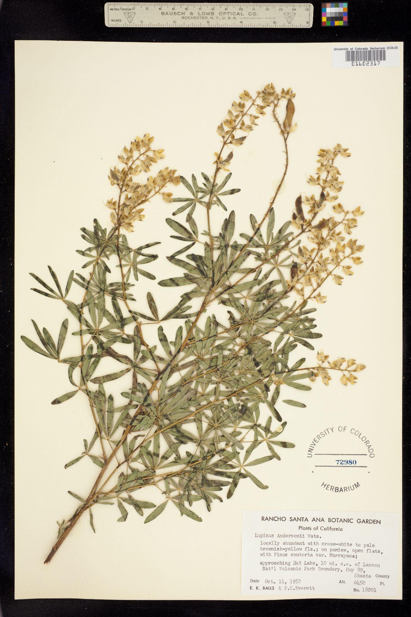 Lupinus andersonii image