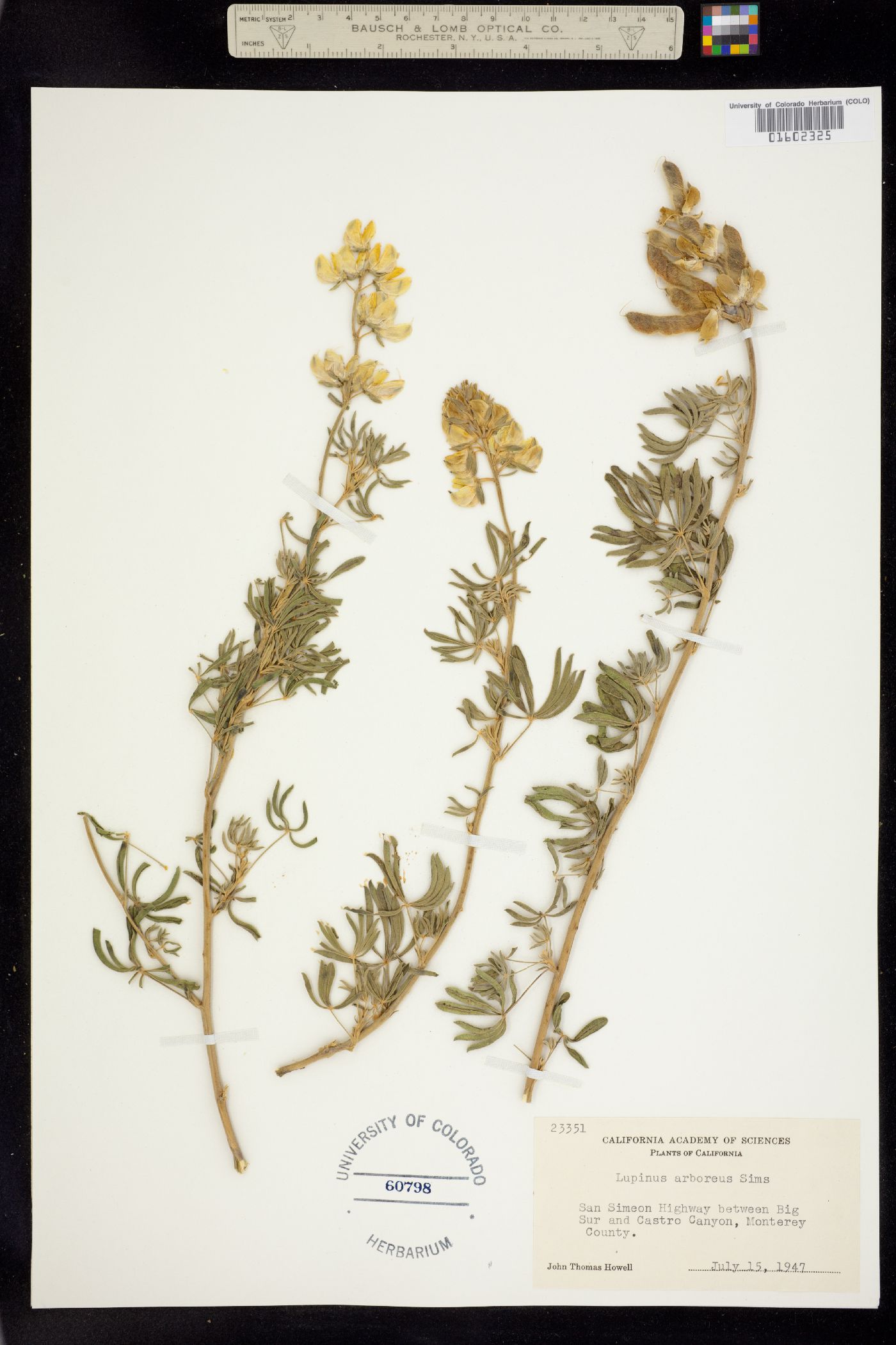 Lupinus arboreus image