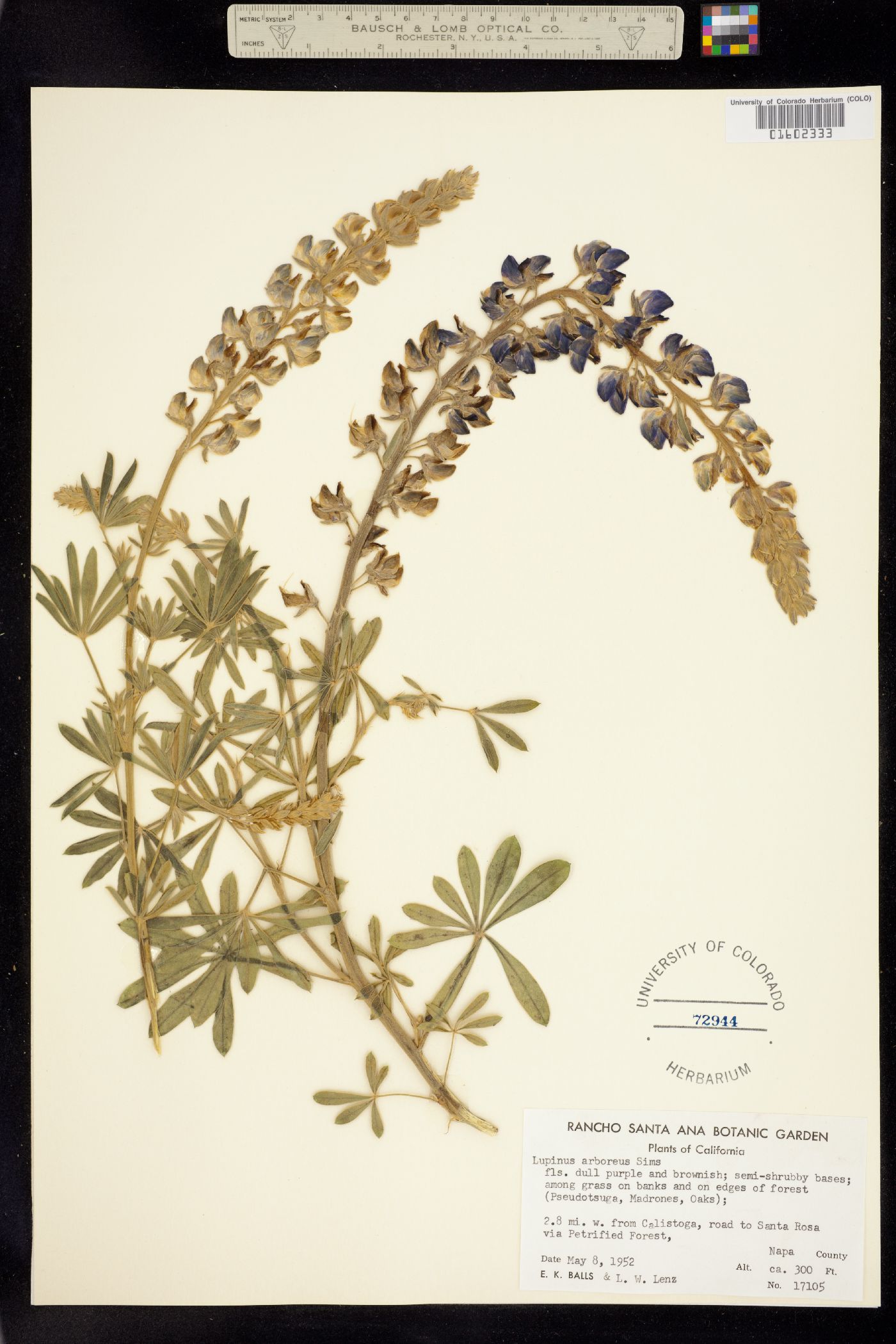Lupinus arboreus image