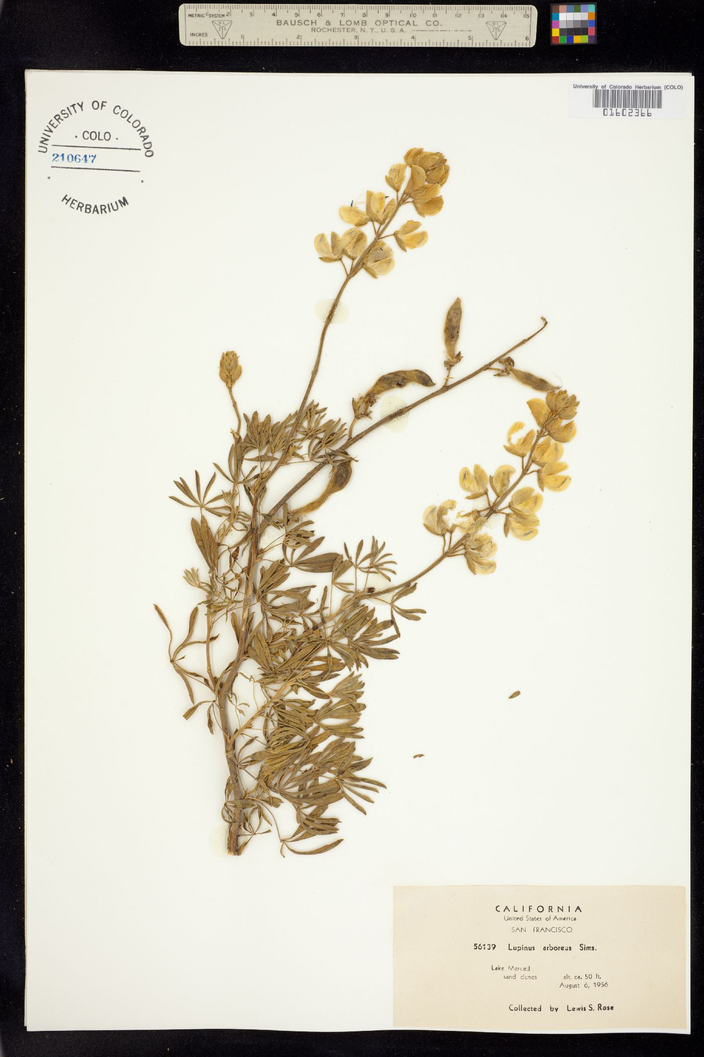 Lupinus arboreus image