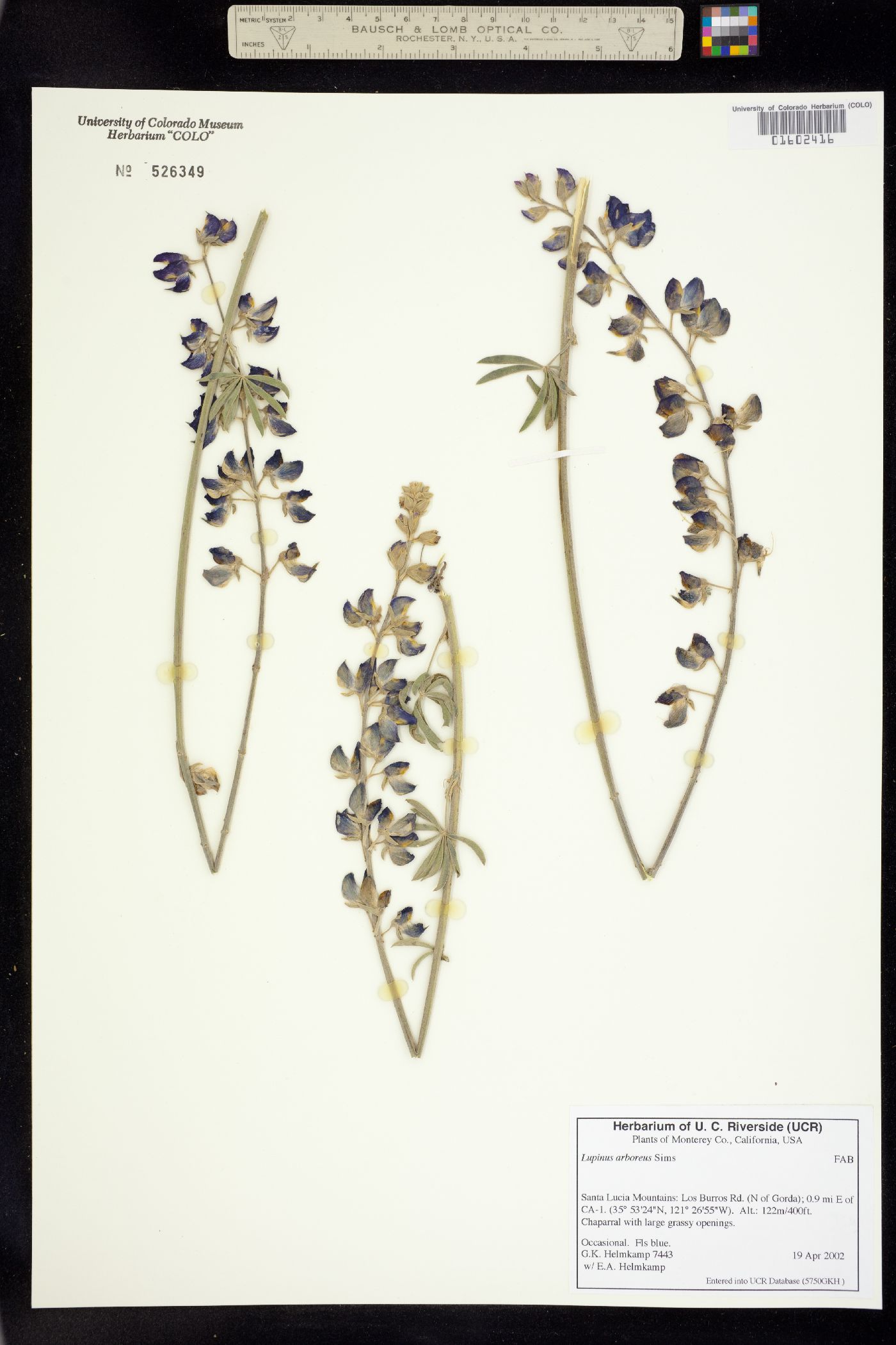 Lupinus arboreus image