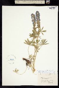 Image of Lupinus arbustus