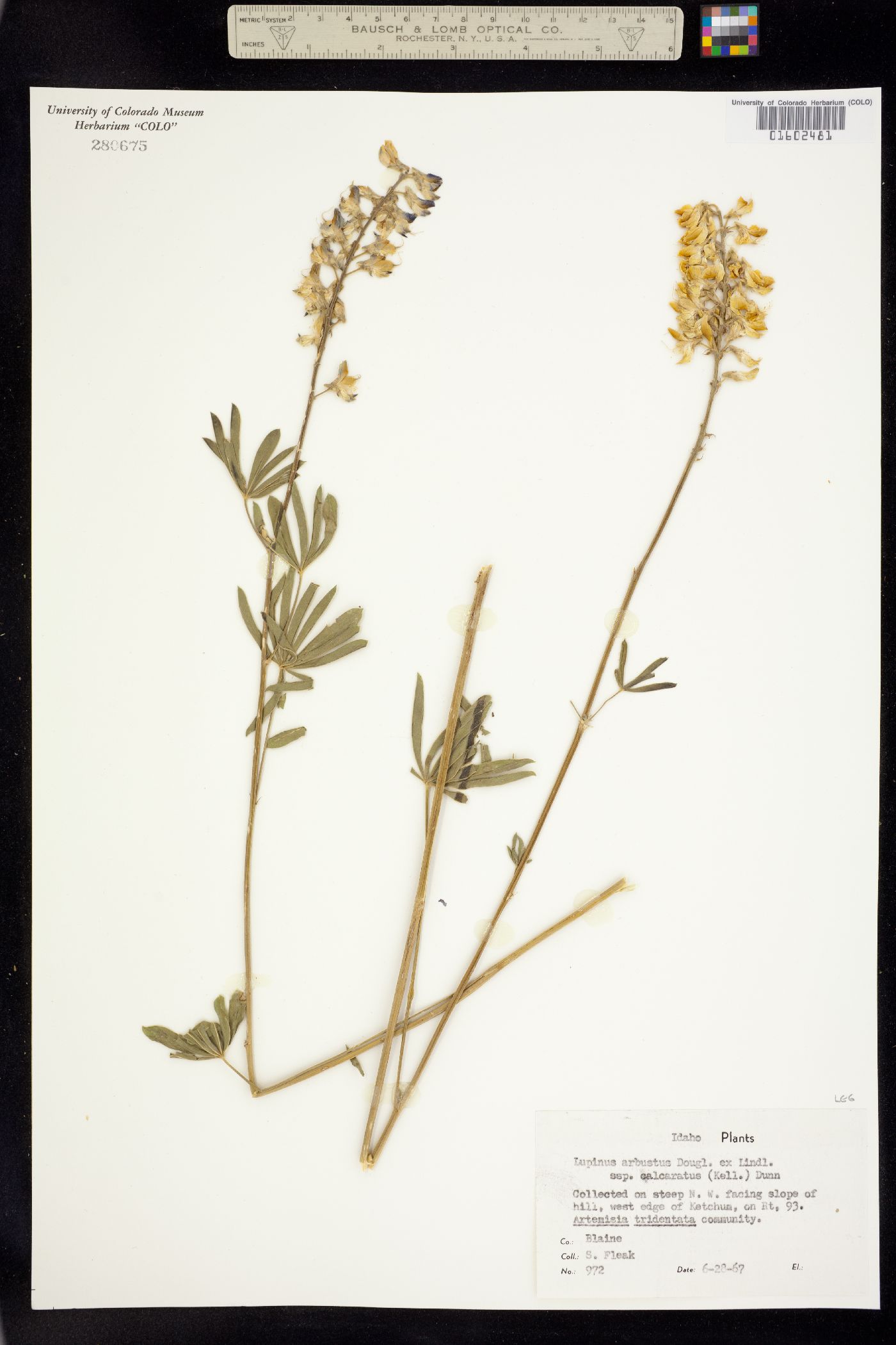 Lupinus arbustus ssp. calcaratus image