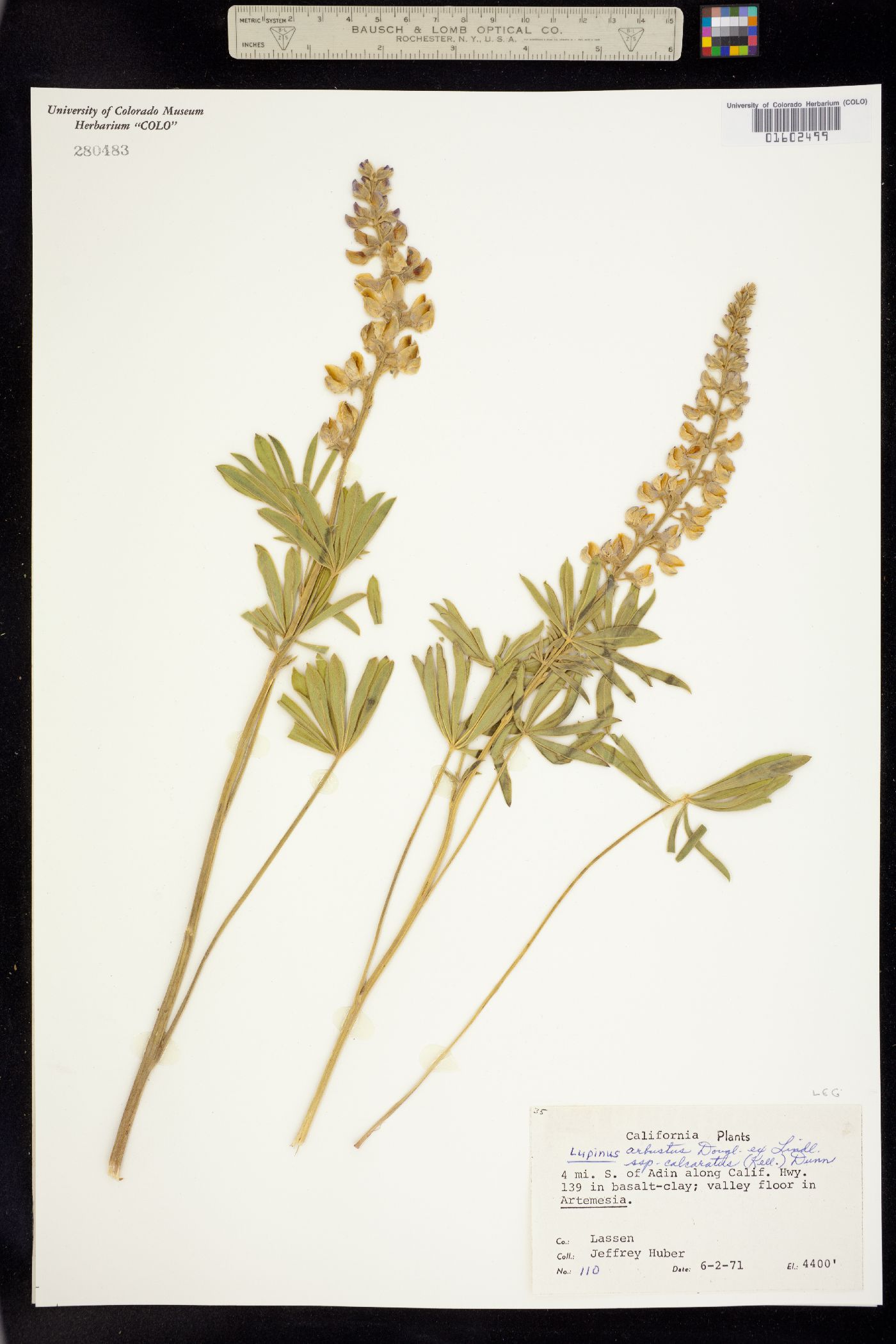 Lupinus arbustus image