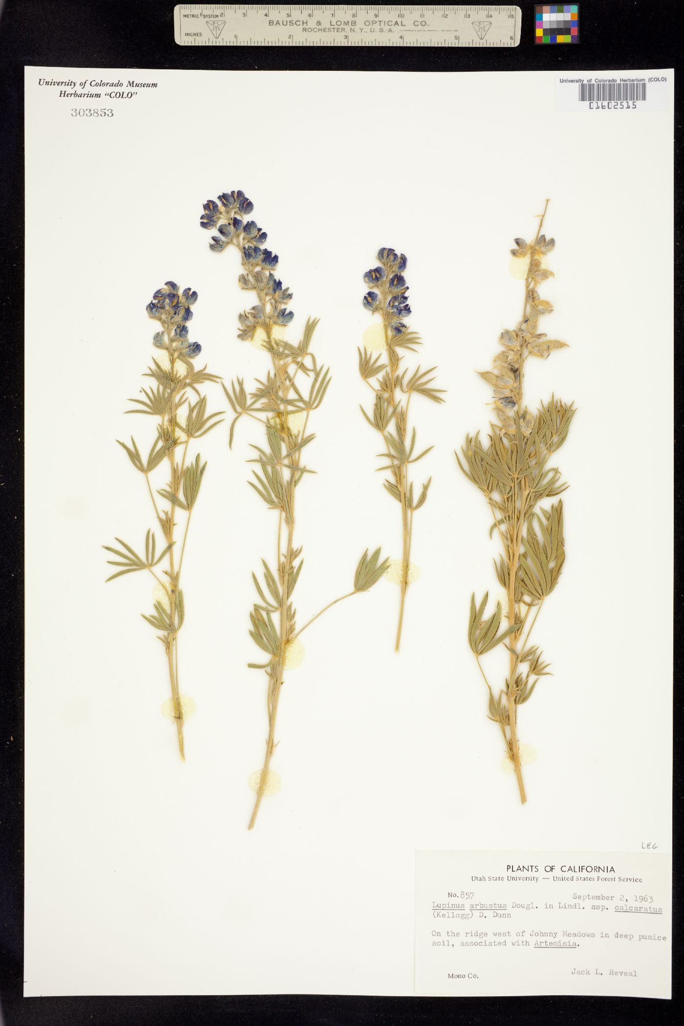 Lupinus arbustus image