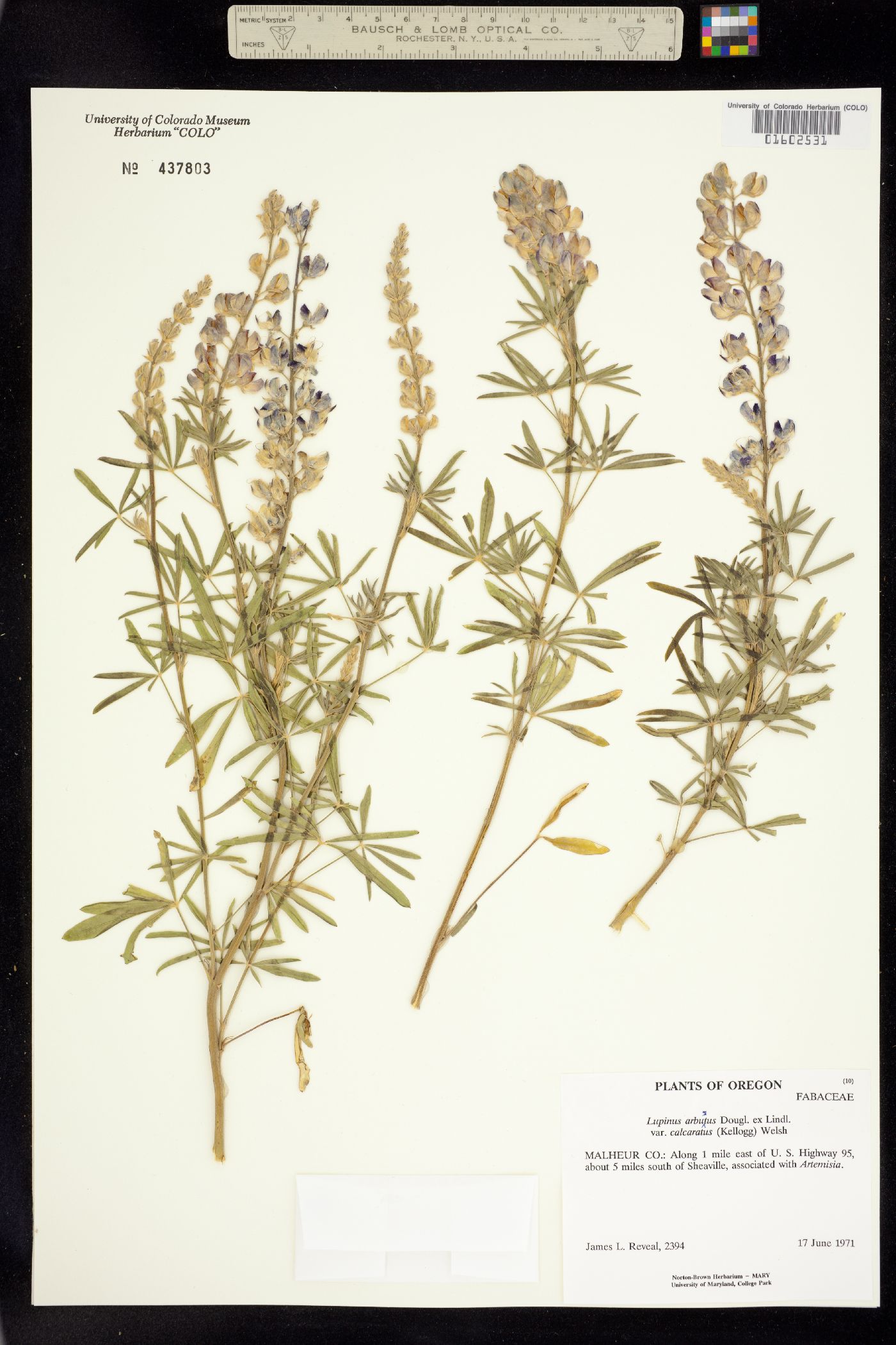 Lupinus arbustus image