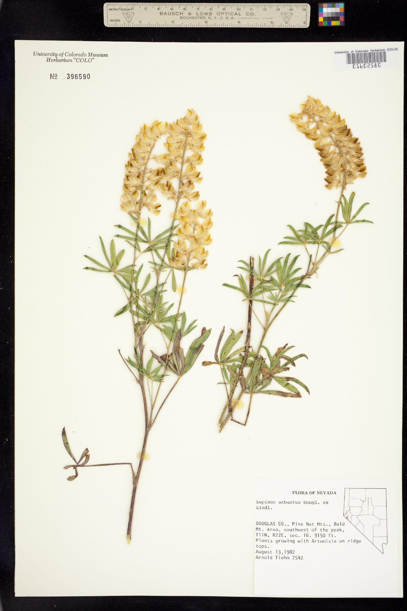 Lupinus arbustus image