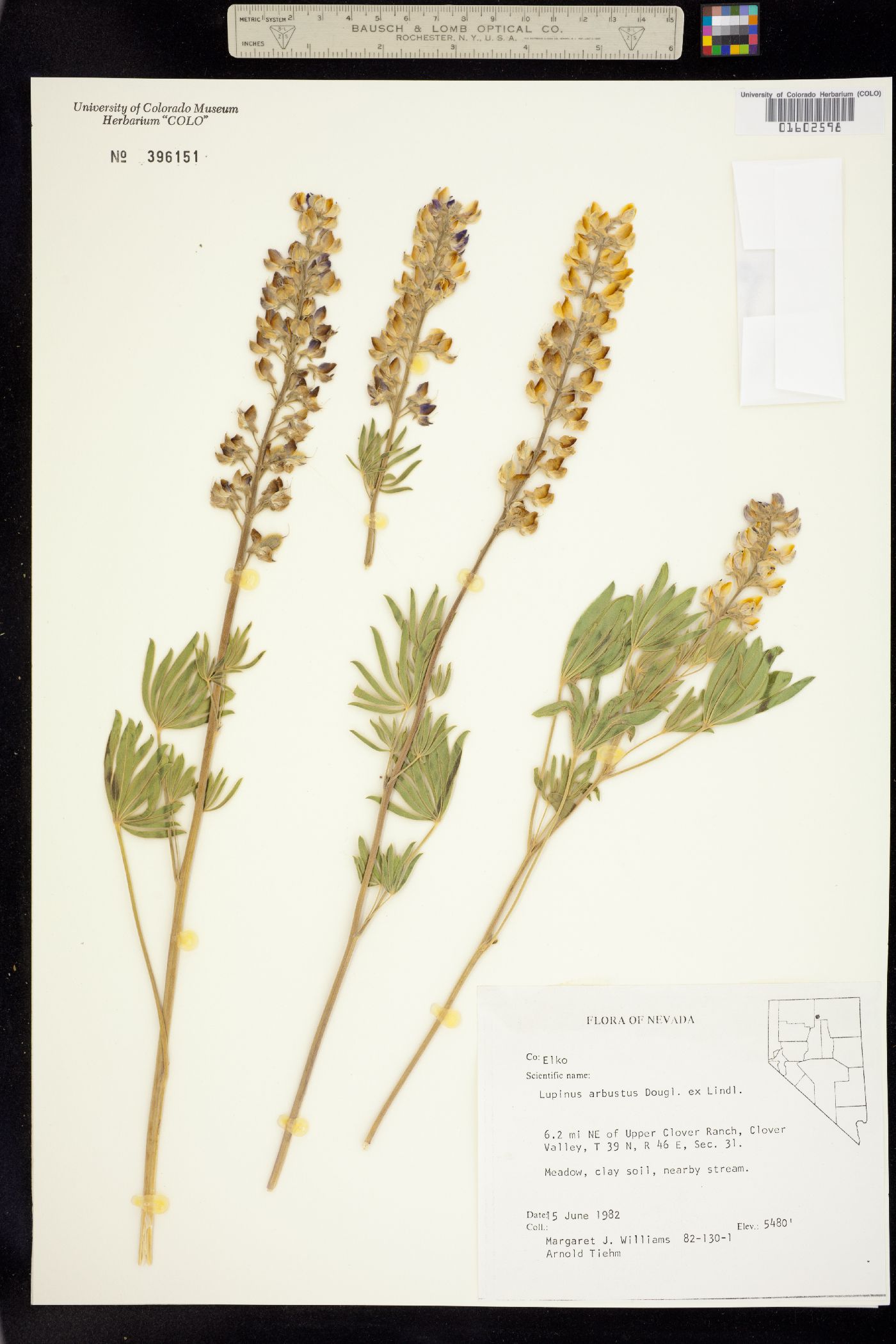 Lupinus arbustus image