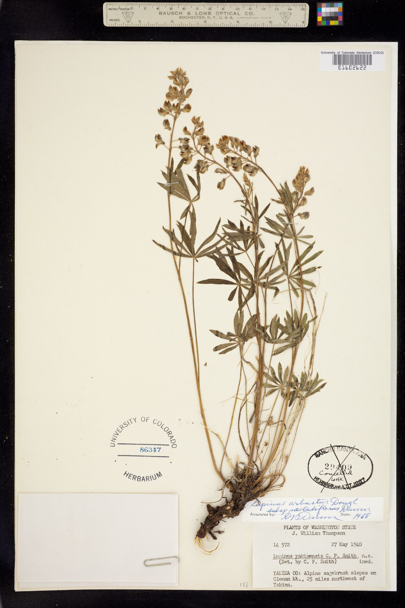 Lupinus arbustus image