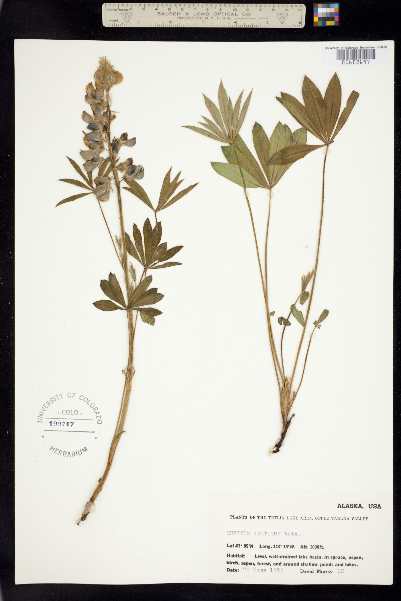 Lupinus arcticus image