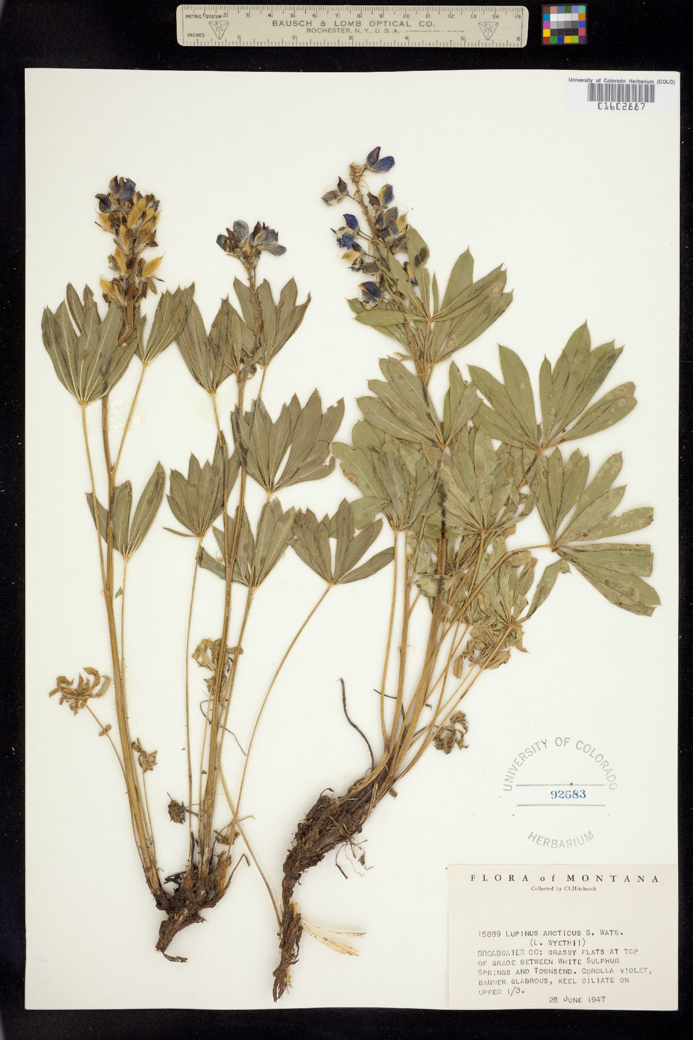Lupinus arcticus image