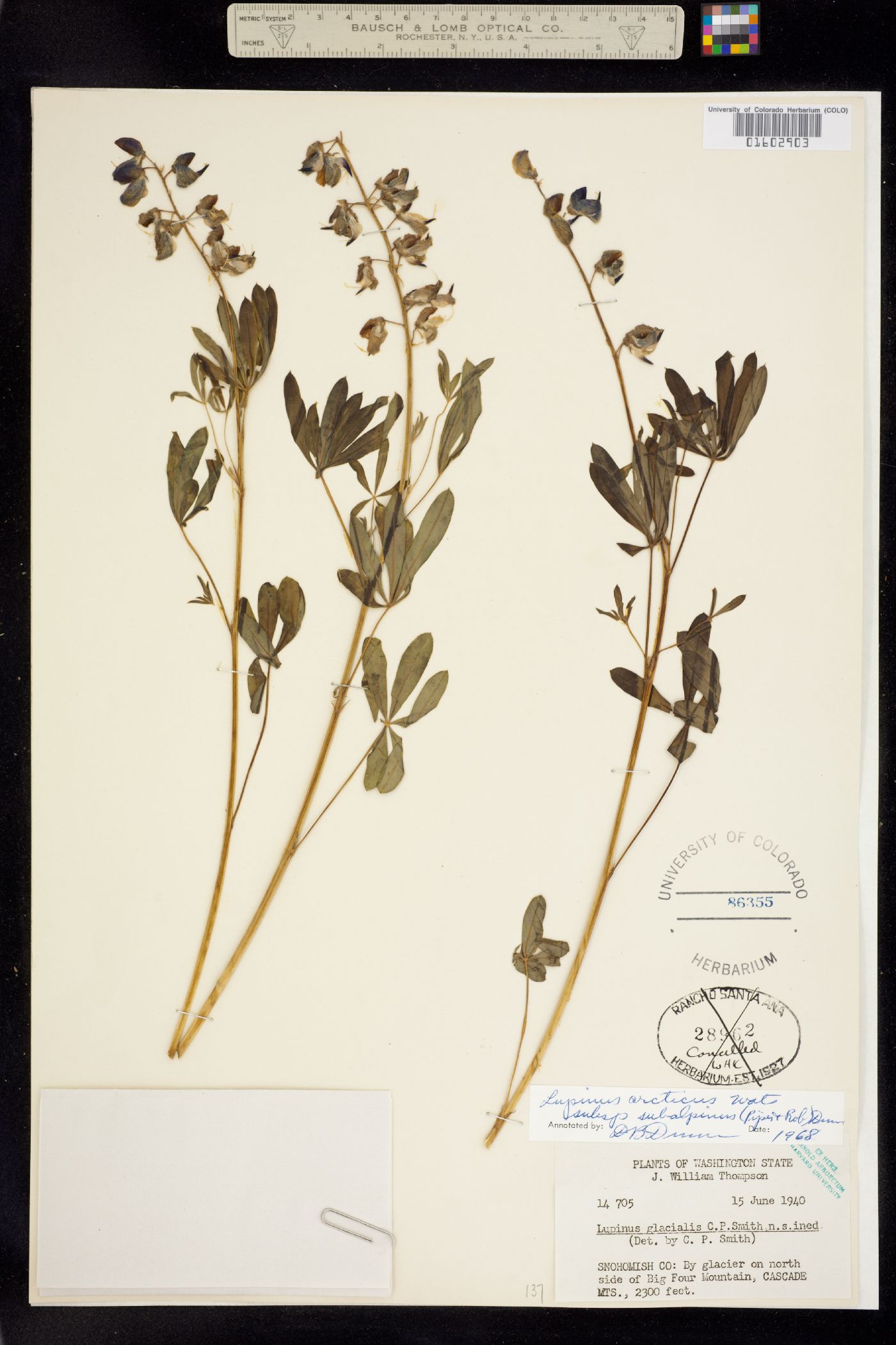 Lupinus arcticus image